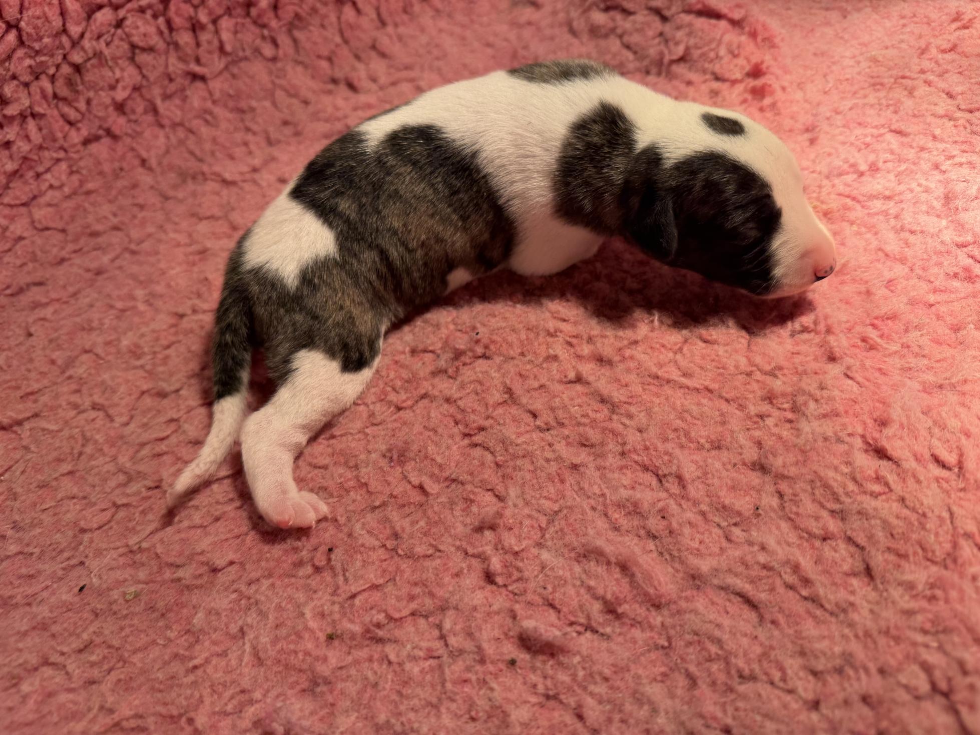 Chiot Whippet Disponible