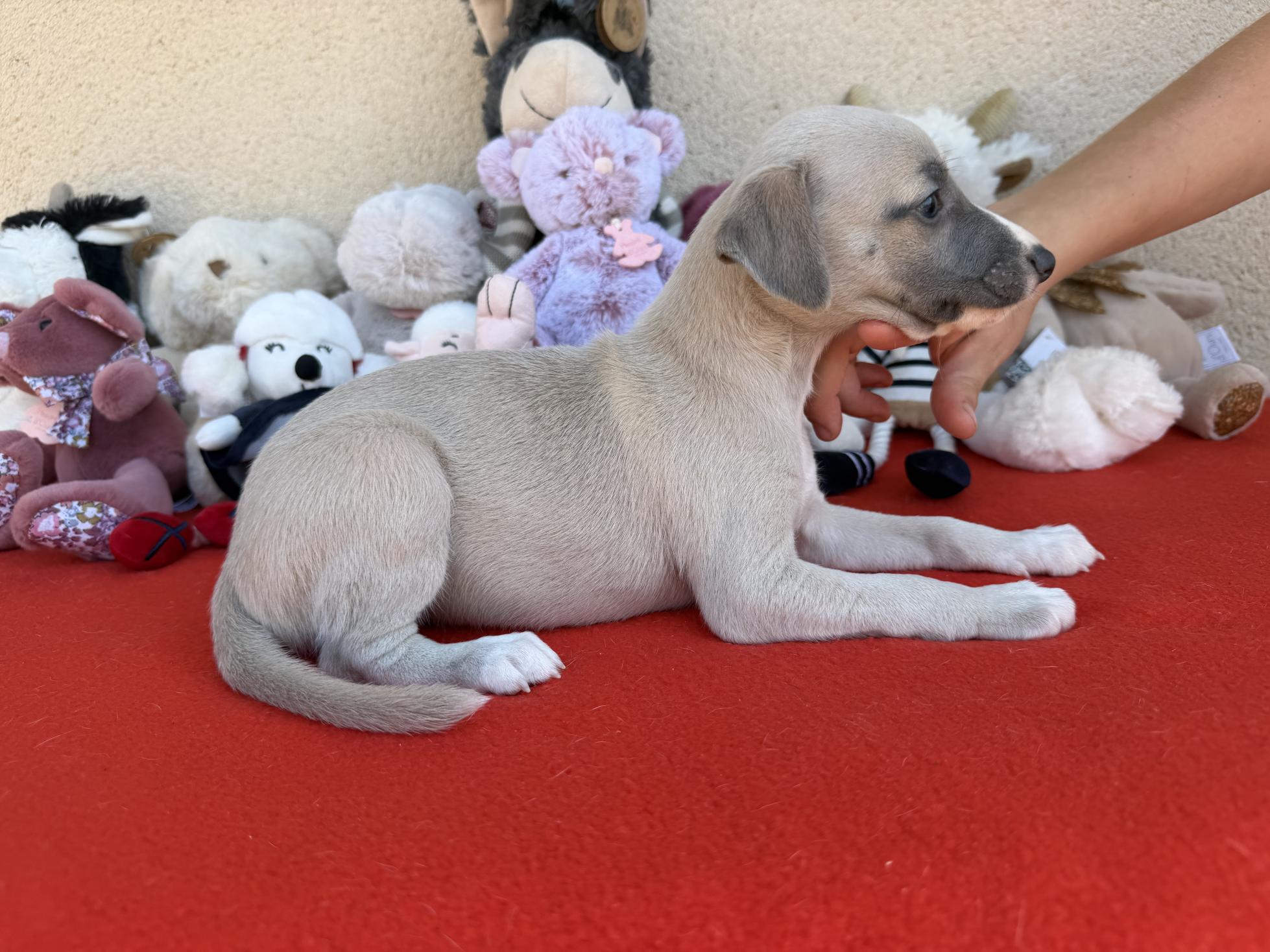chiot disponible