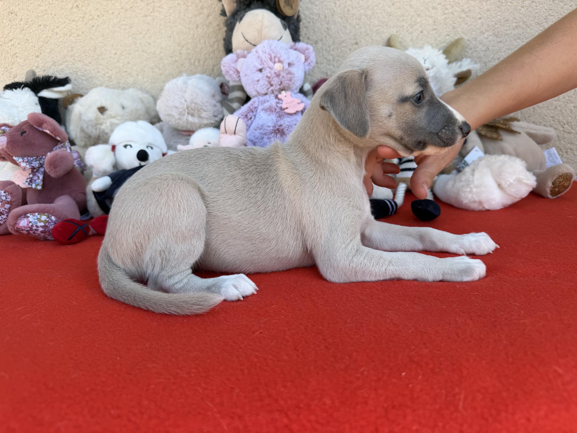 chiot disponible