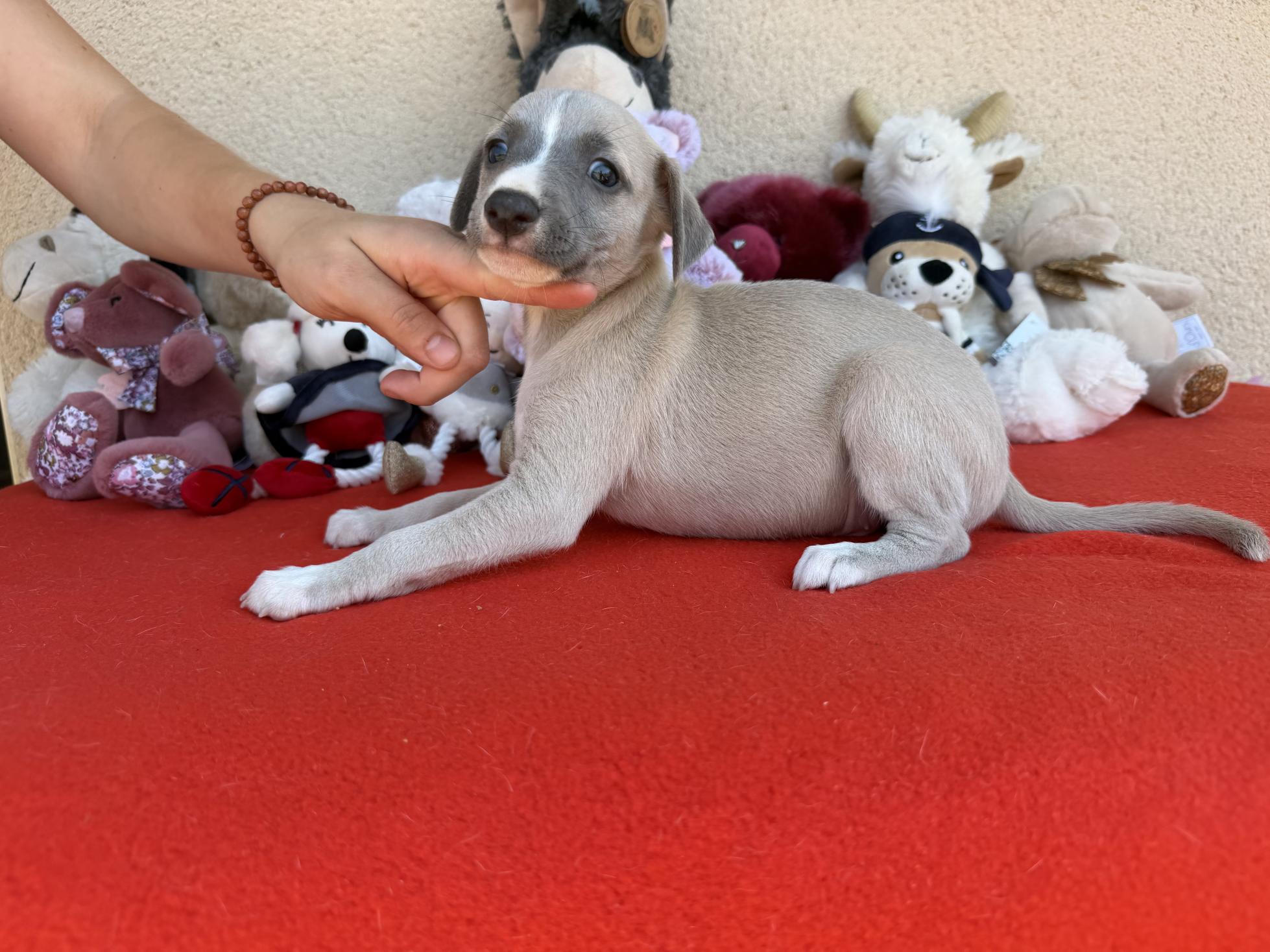 chiot disponible
