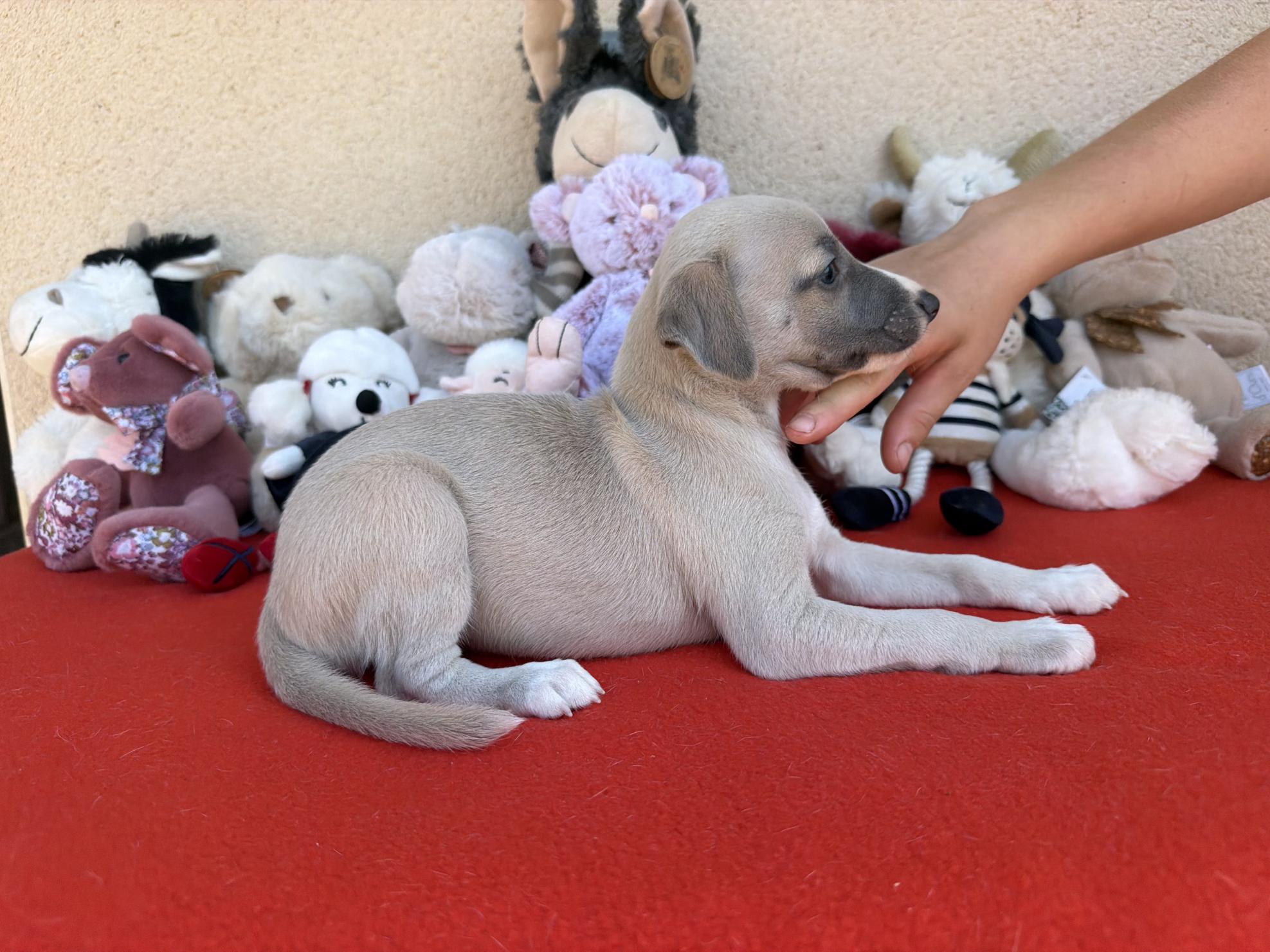 chiot disponible