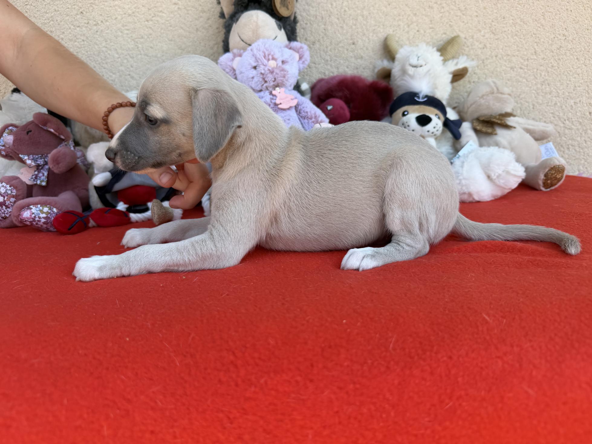 chiot disponible