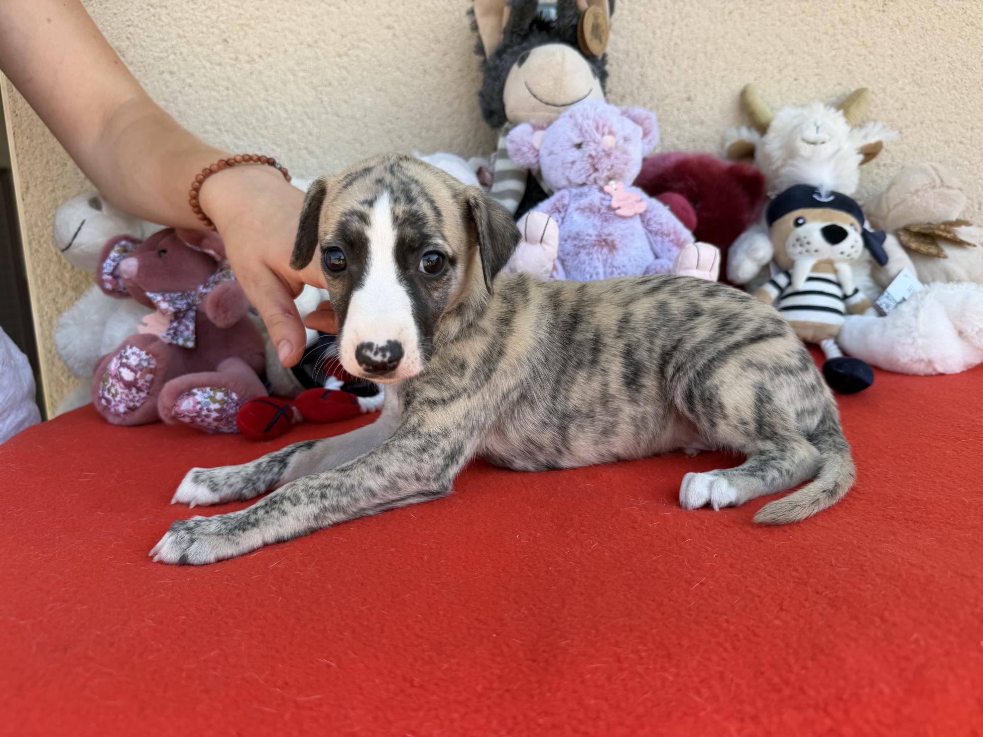 chiot disponible