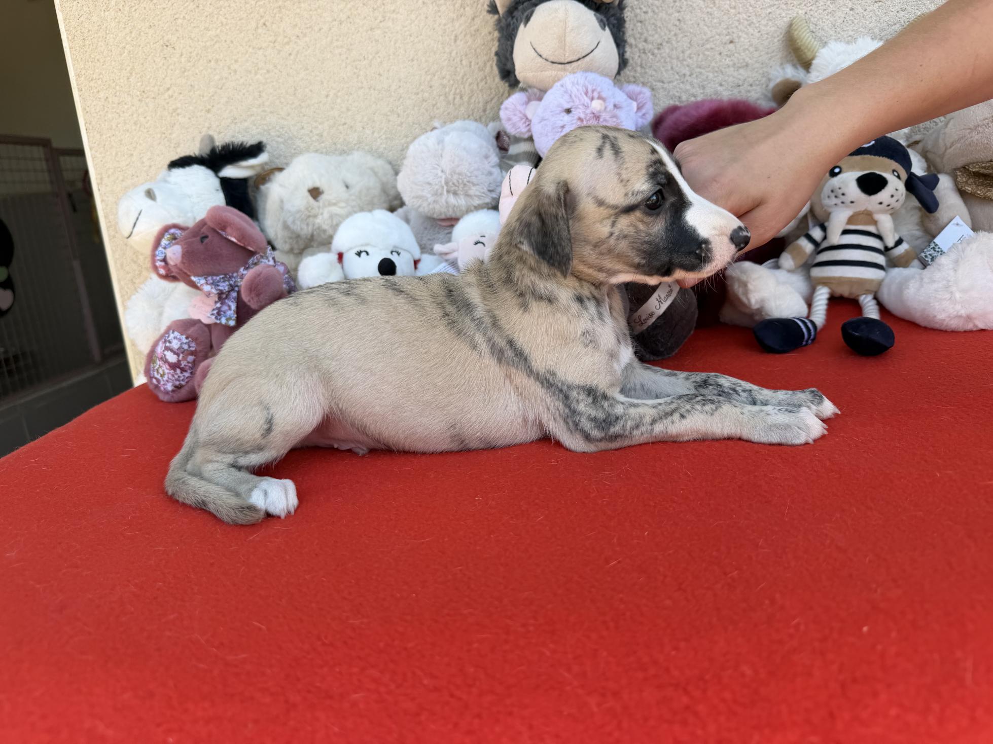 chiot disponible