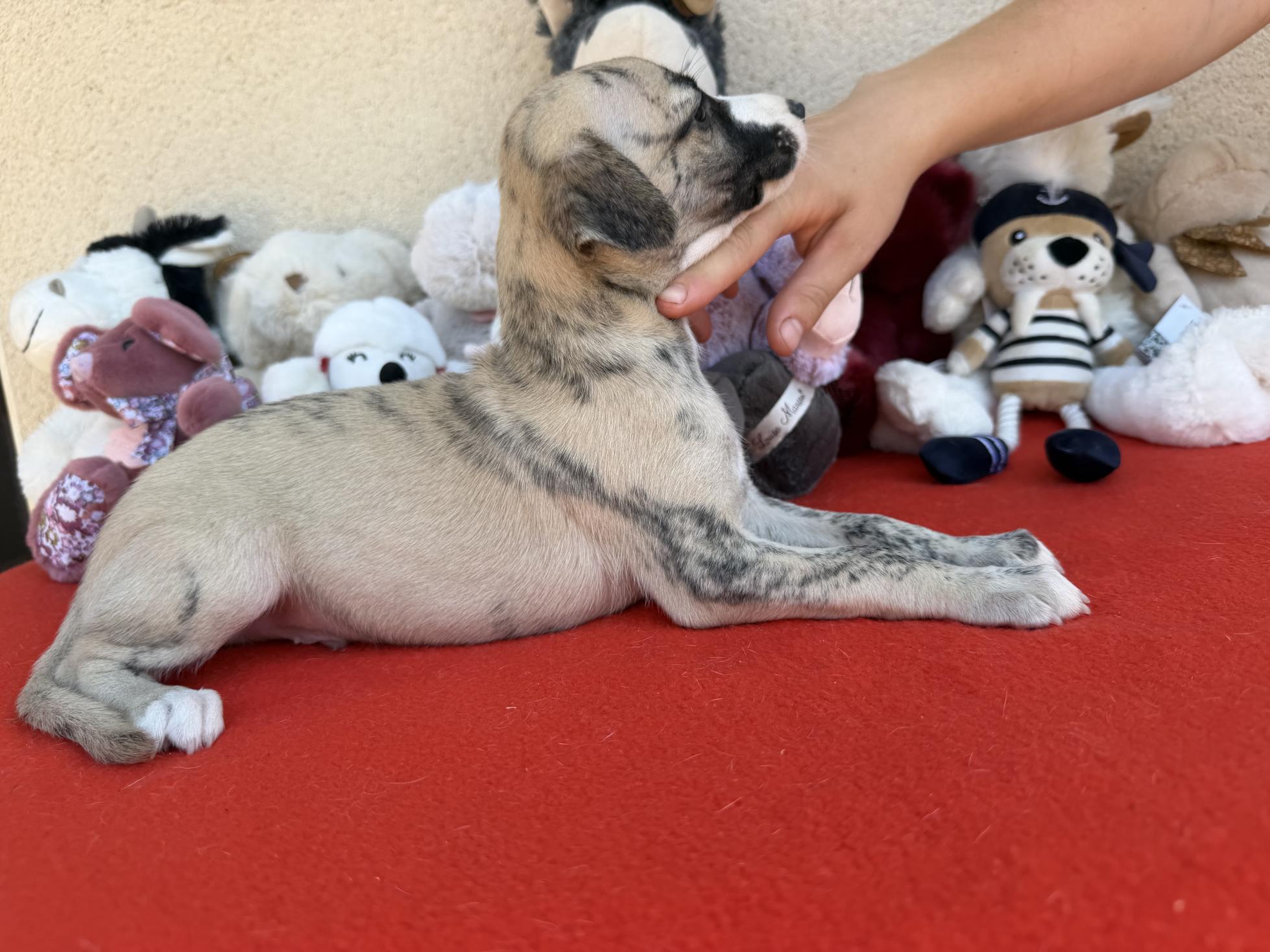 chiot disponible
