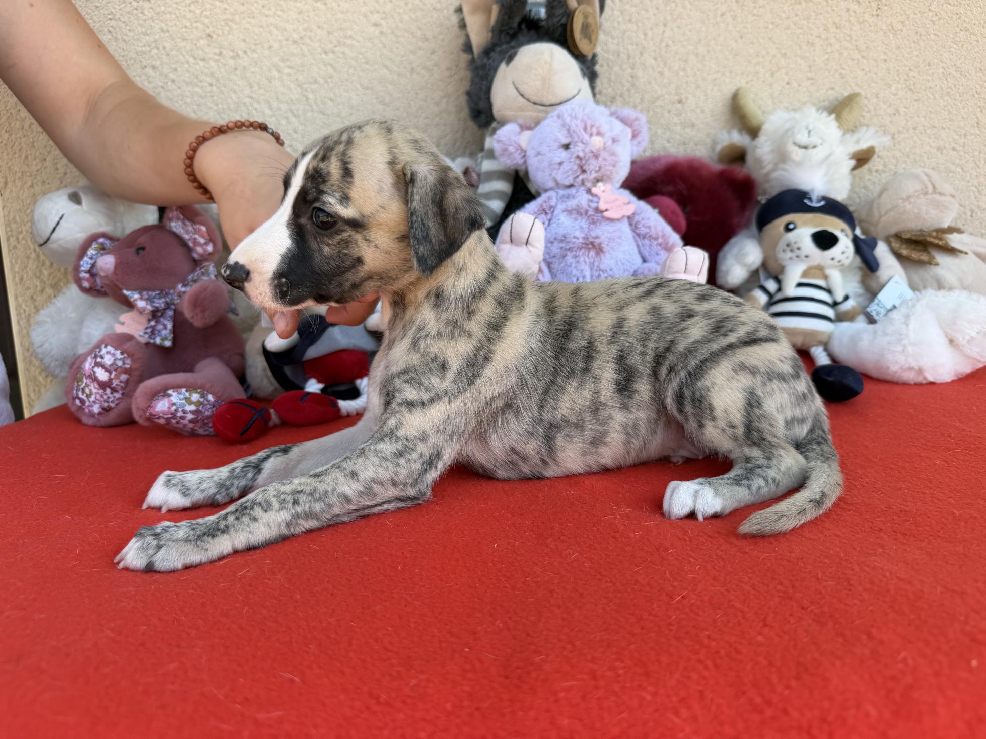 chiot disponible