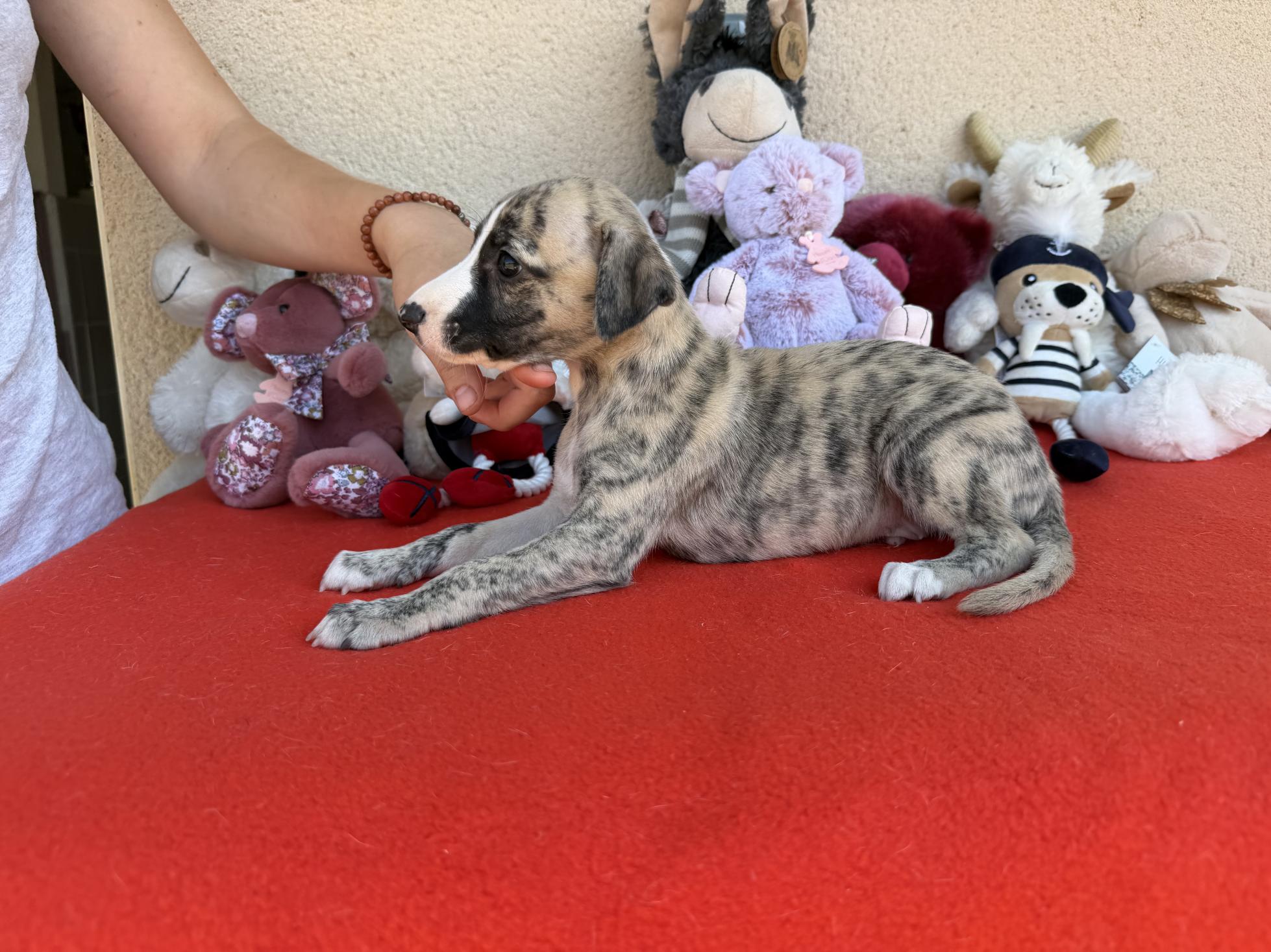 chiot disponible
