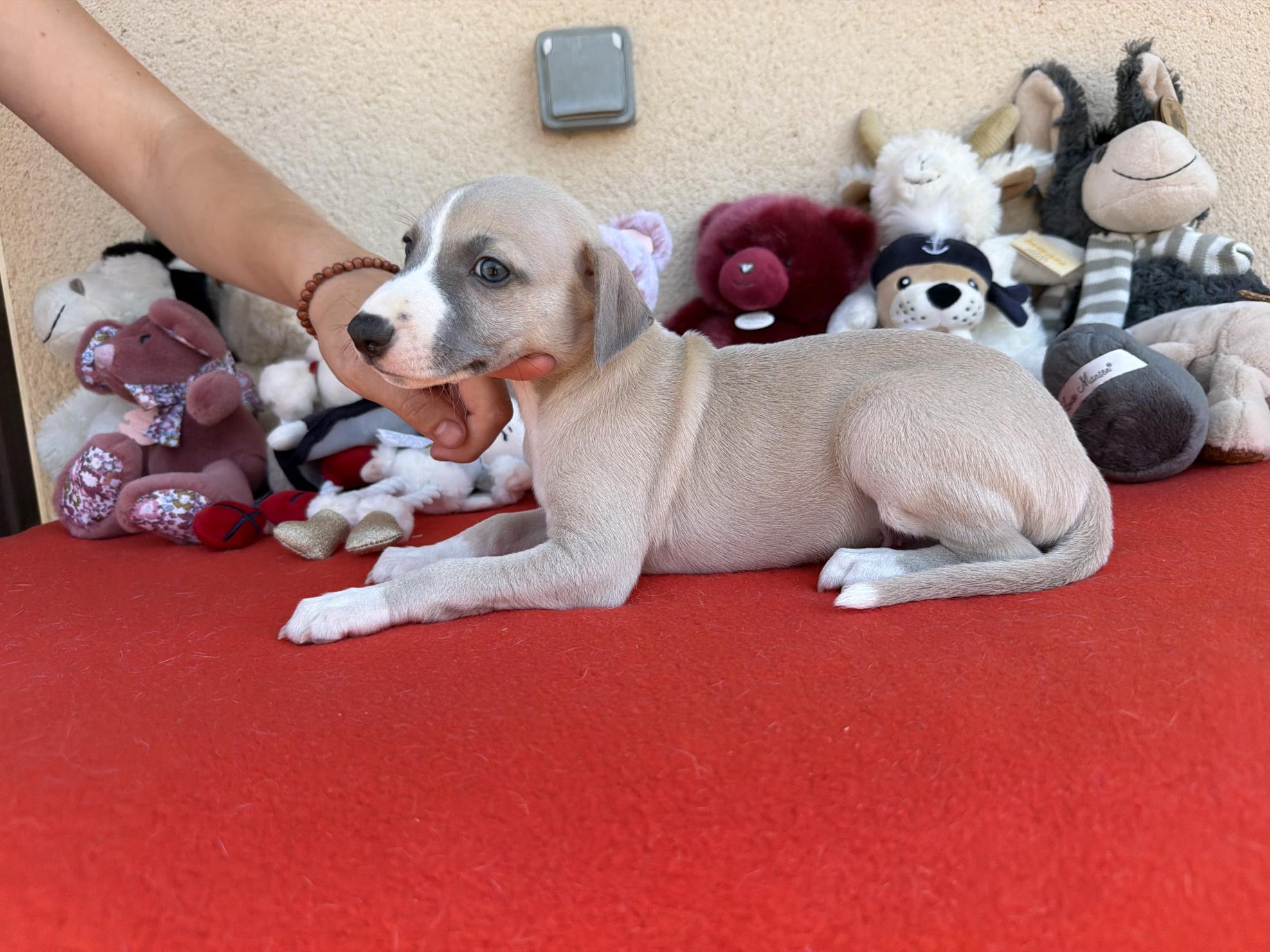 Chiot Whippet Disponible
