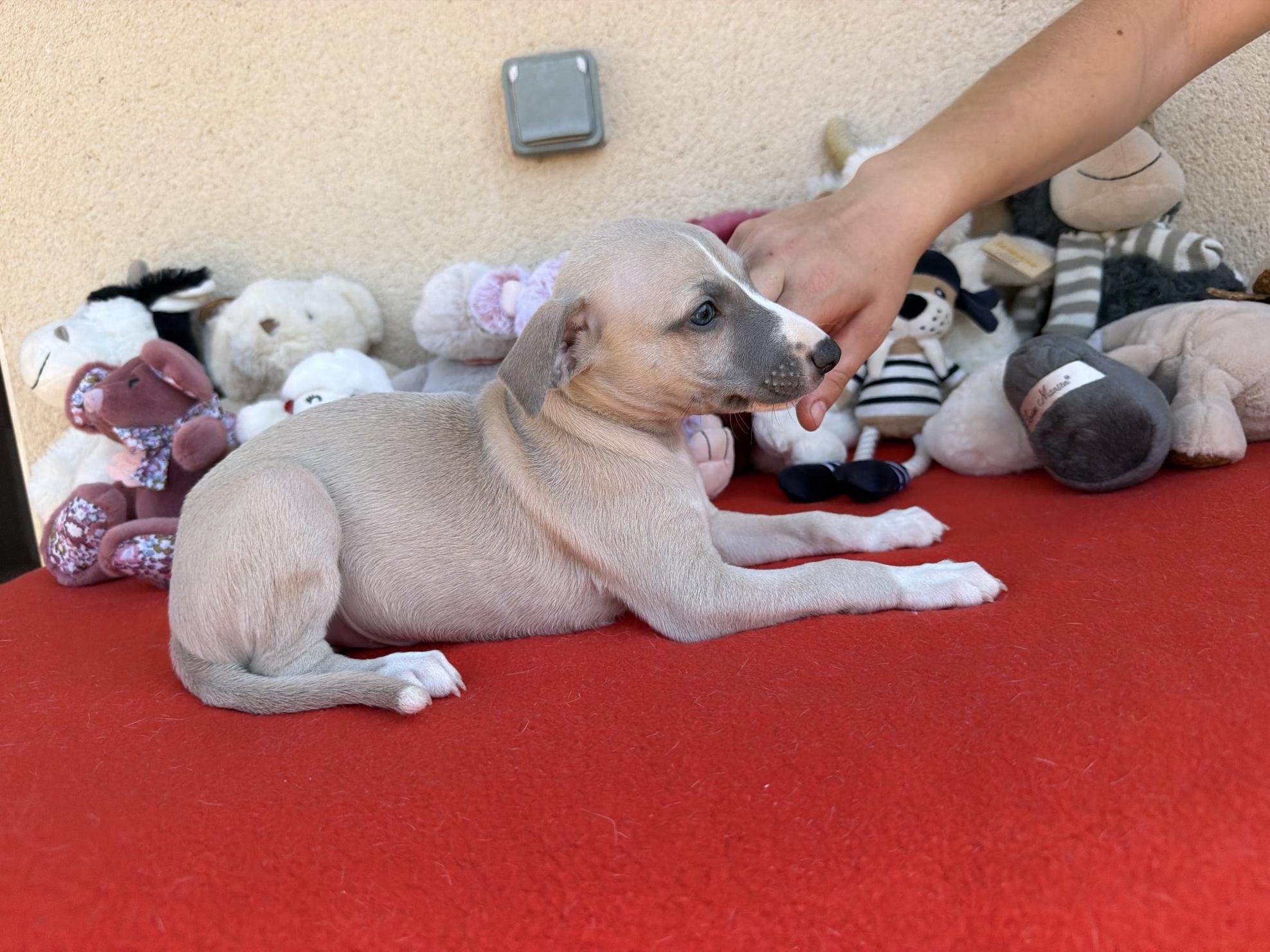 chiot disponible