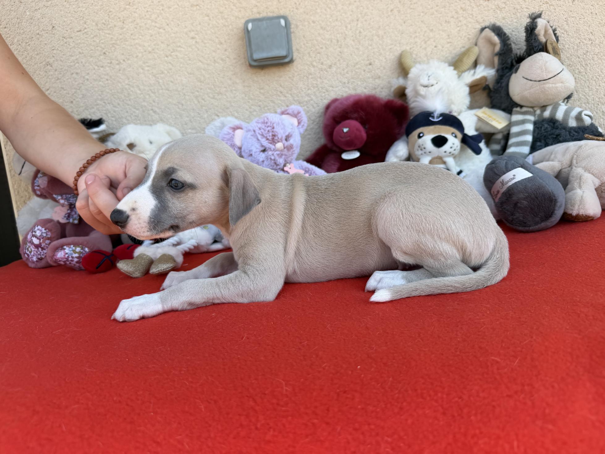 chiot disponible