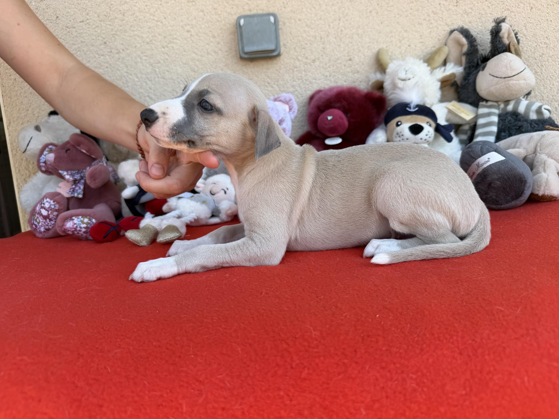 chiot disponible