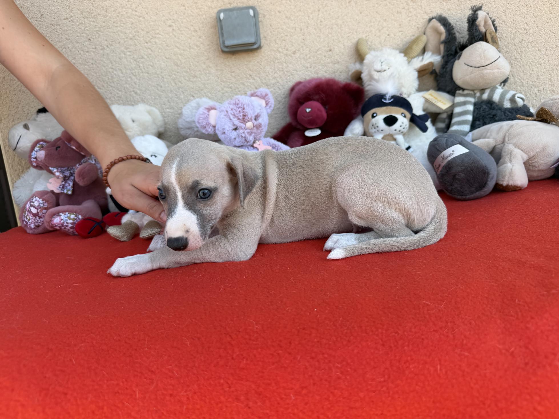 chiot disponible