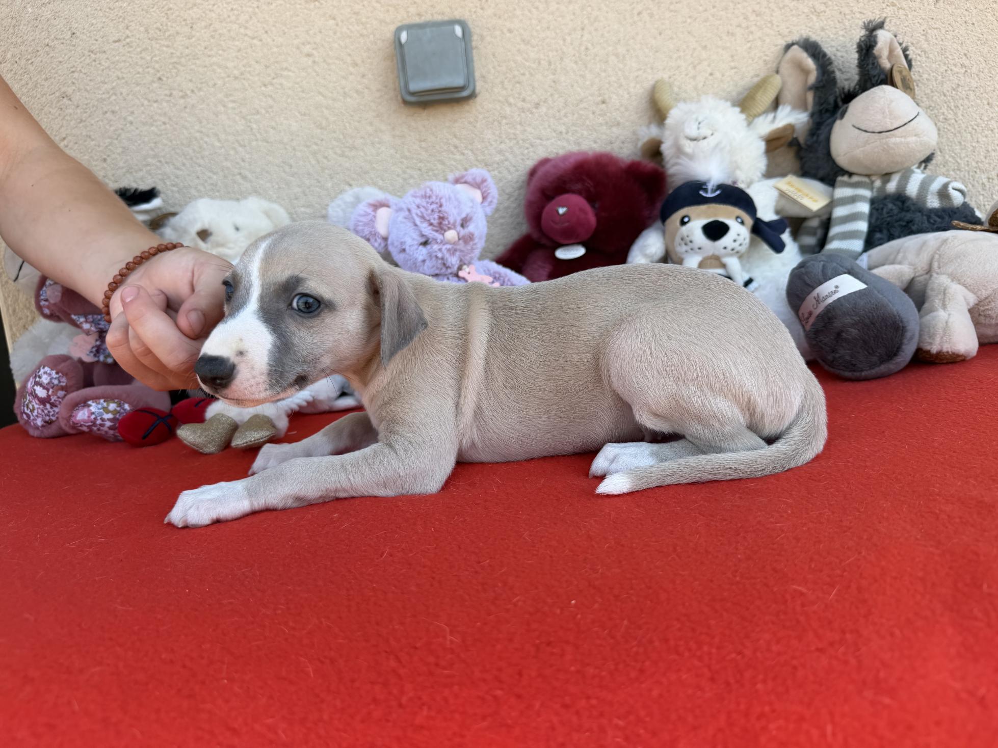 chiot disponible