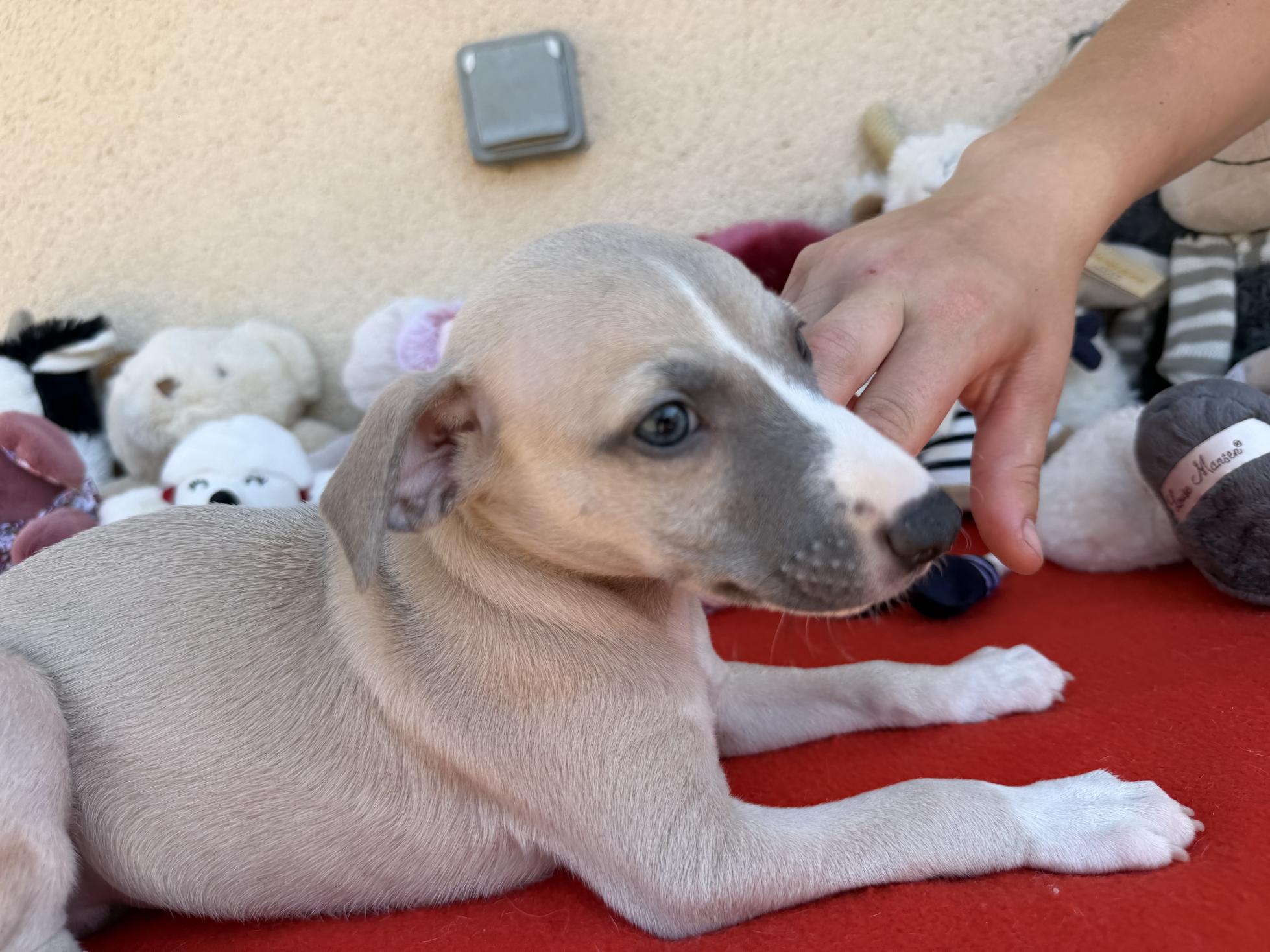 chiot disponible