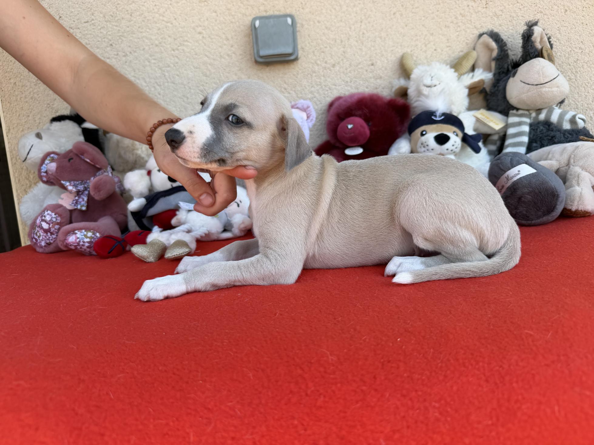 chiot disponible