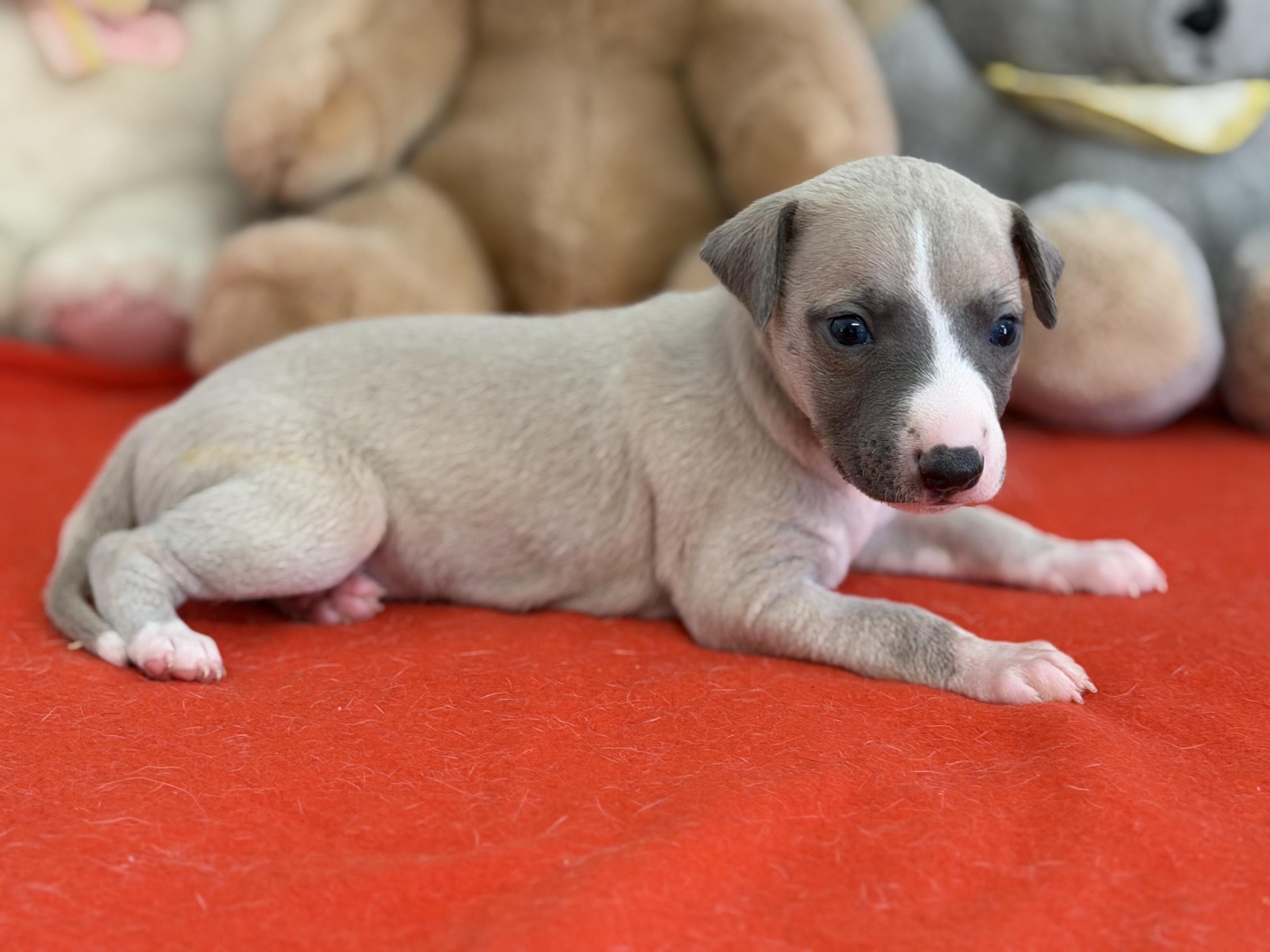 Chiot Whippet Disponible