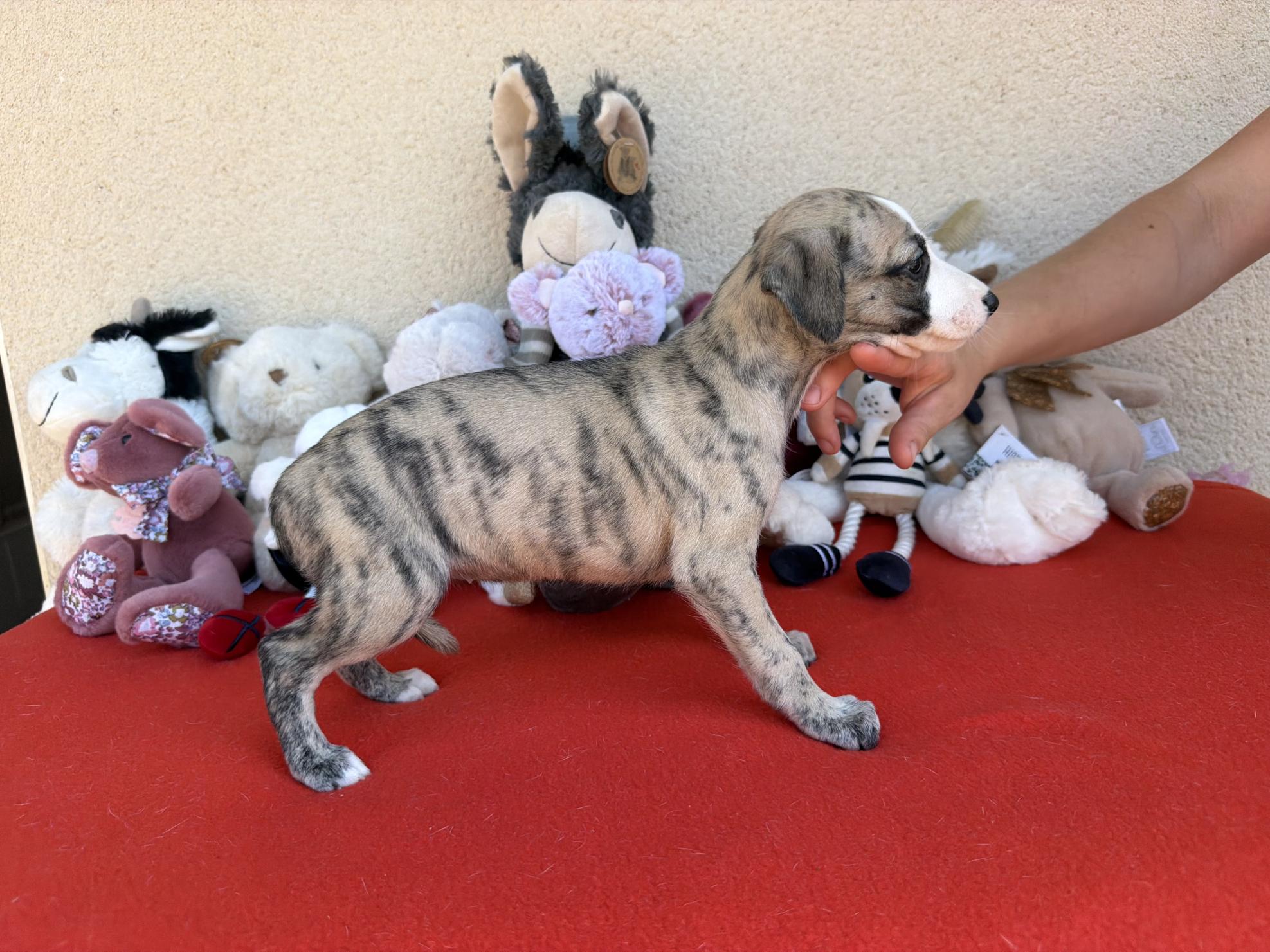 chiot disponible