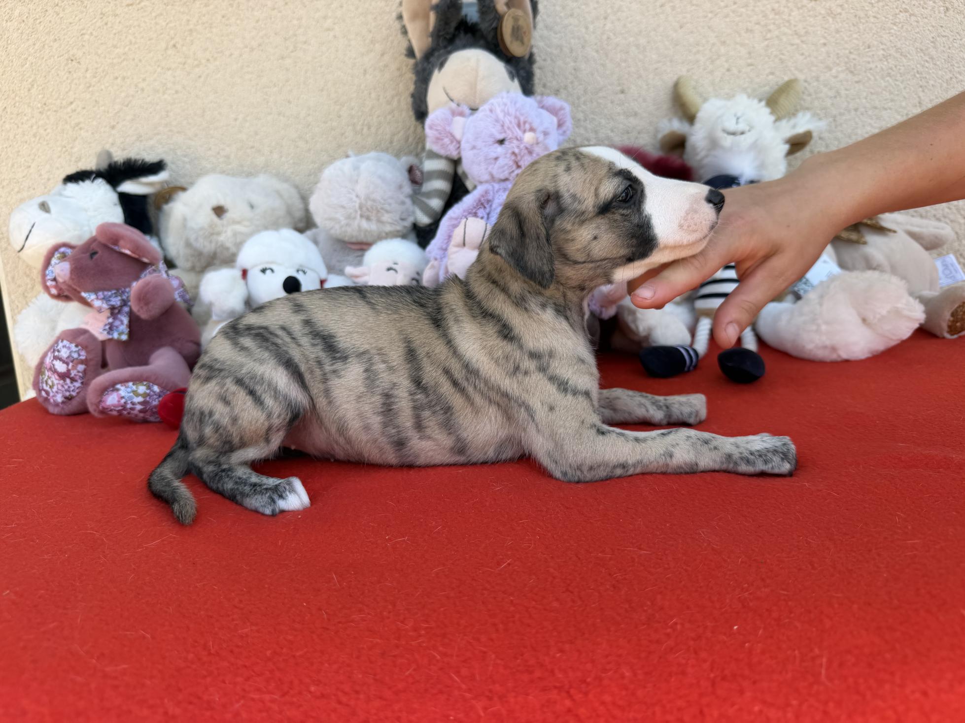 chiot disponible