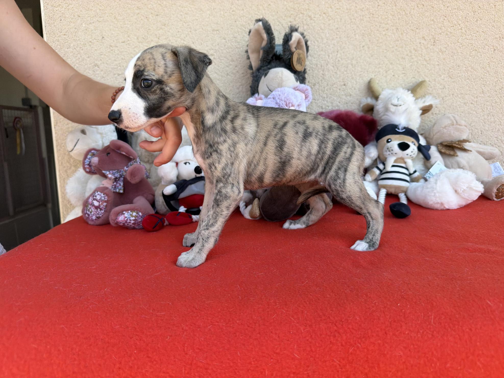 chiot disponible
