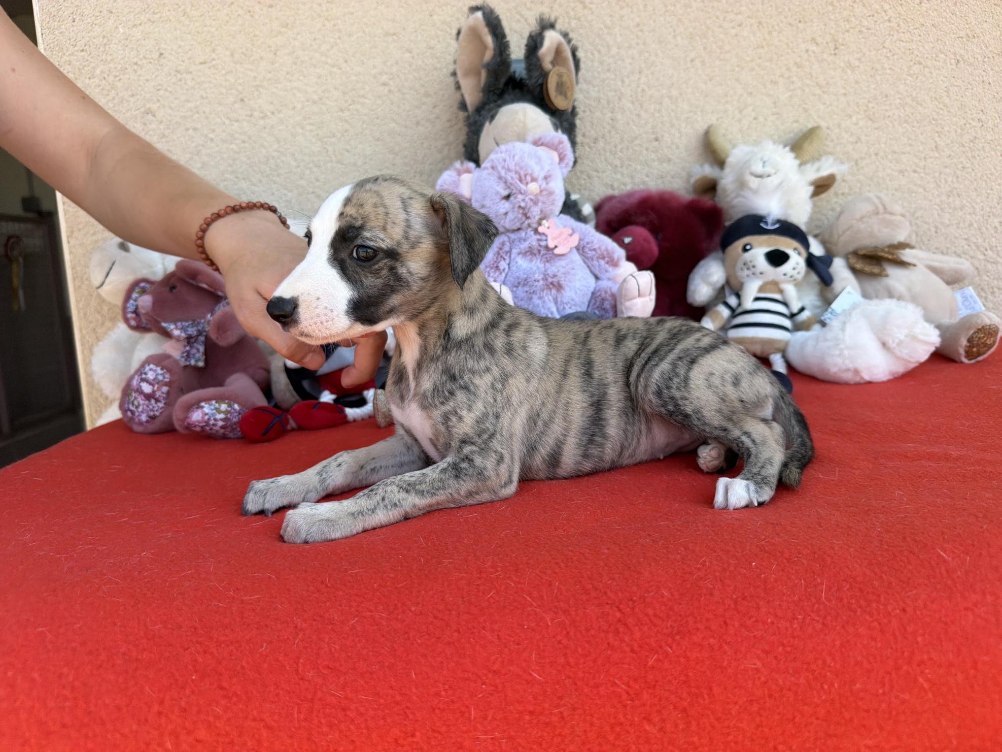 chiot disponible