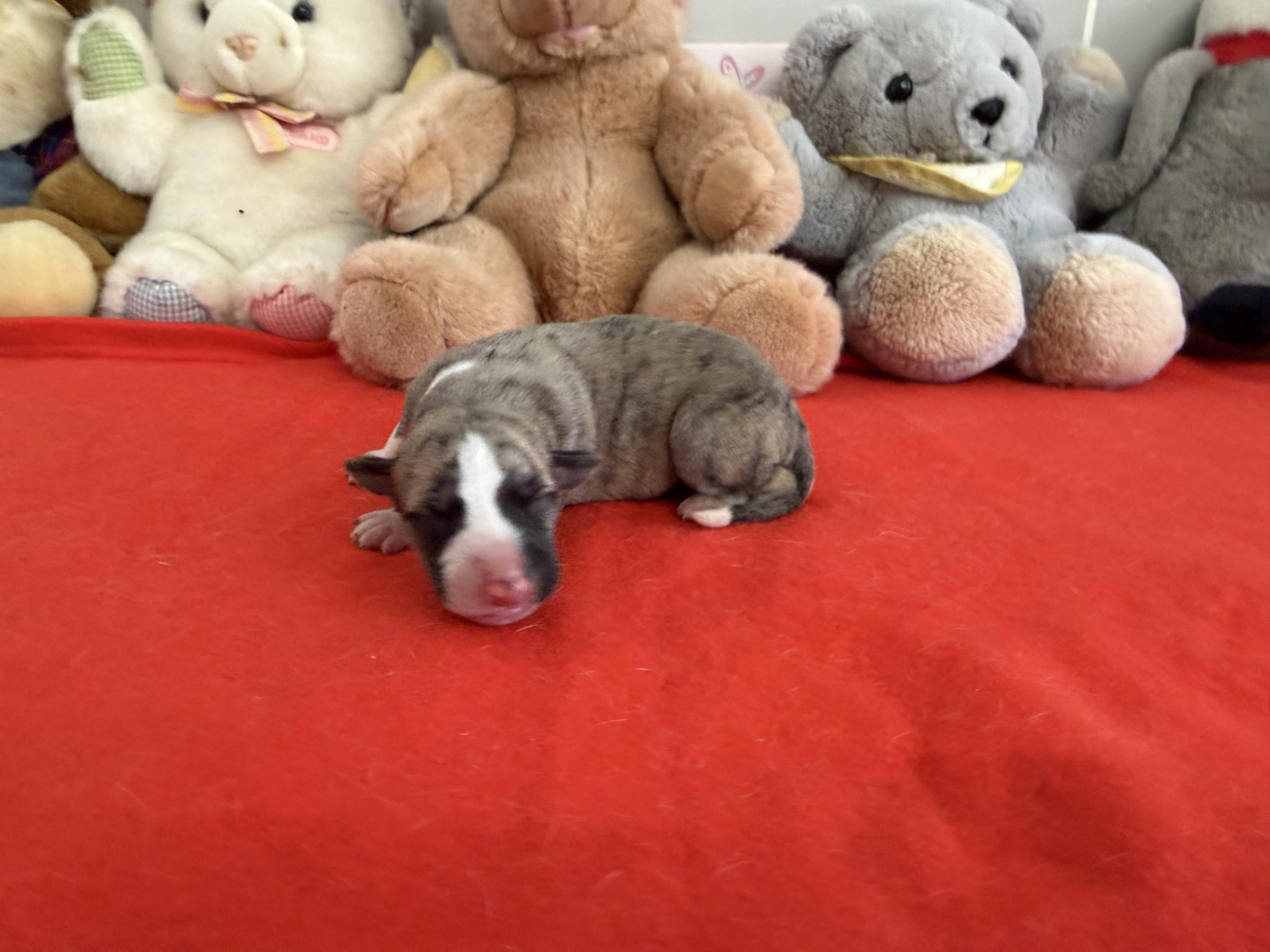 chiot disponible