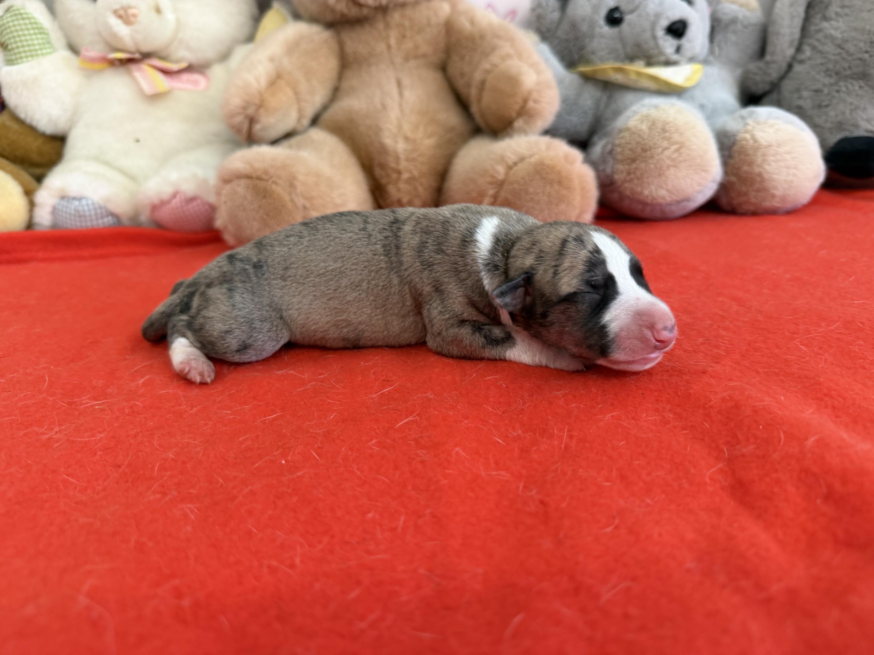 chiot disponible