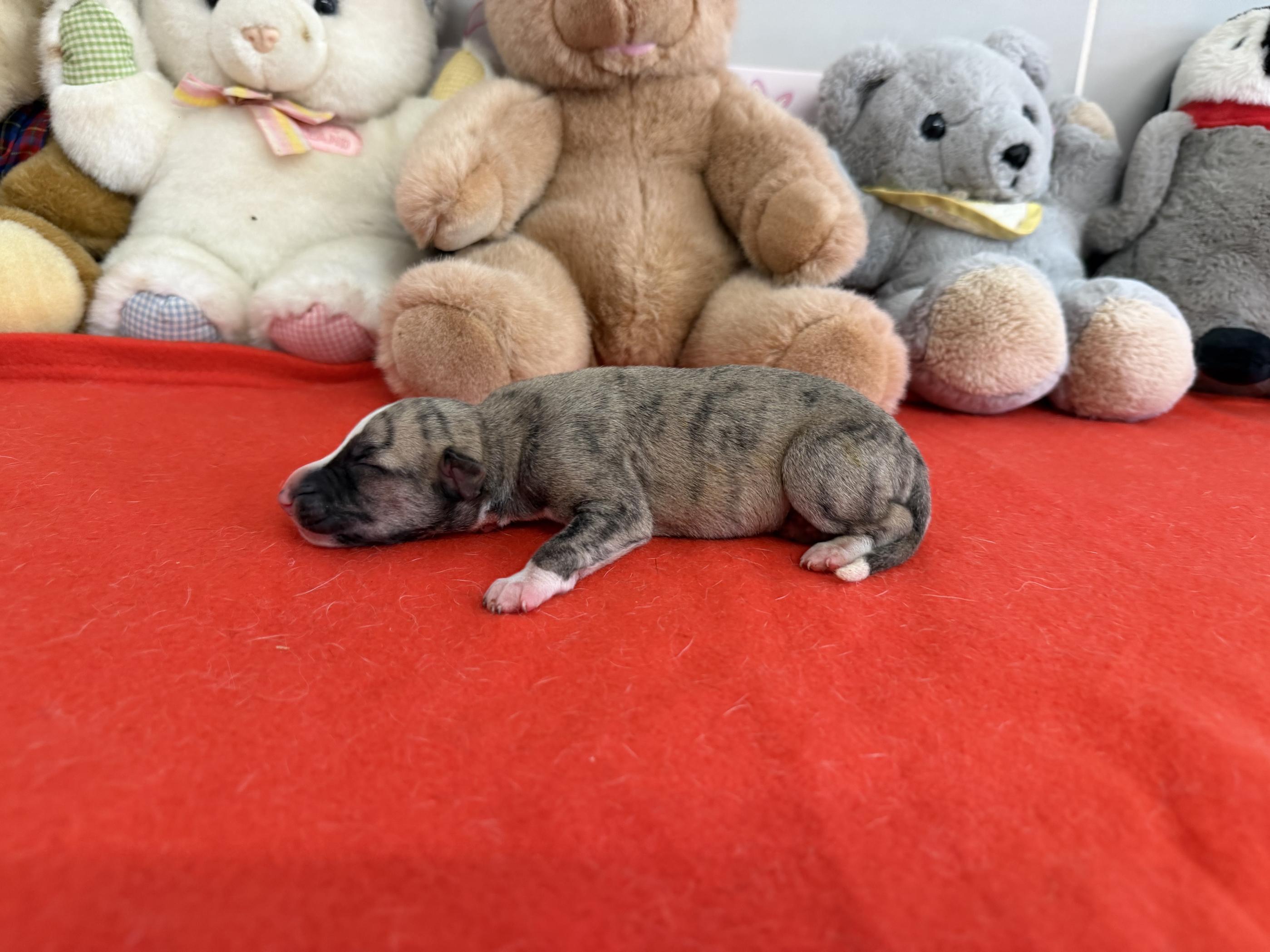 chiot disponible
