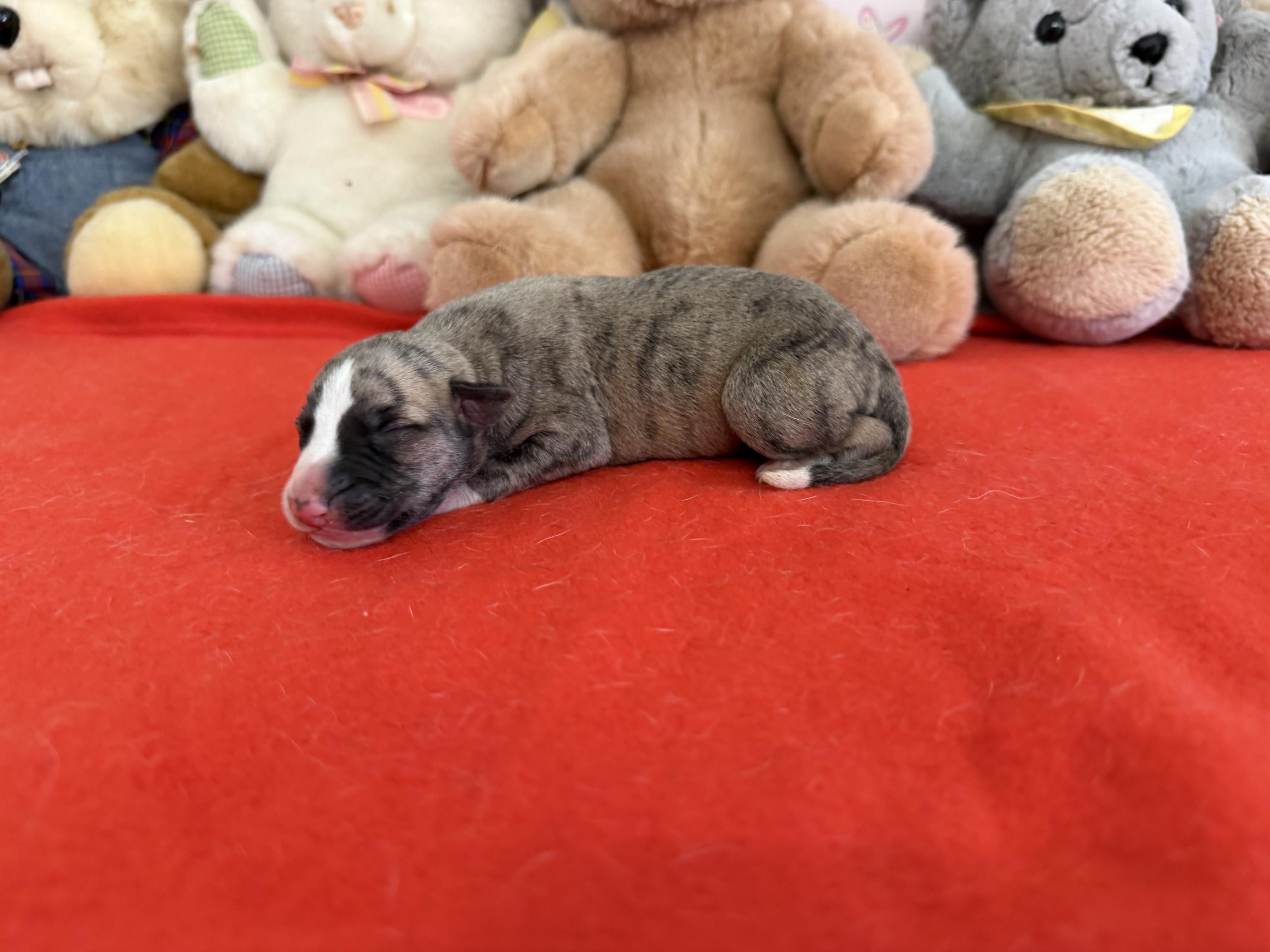 Chiot Whippet Disponible
