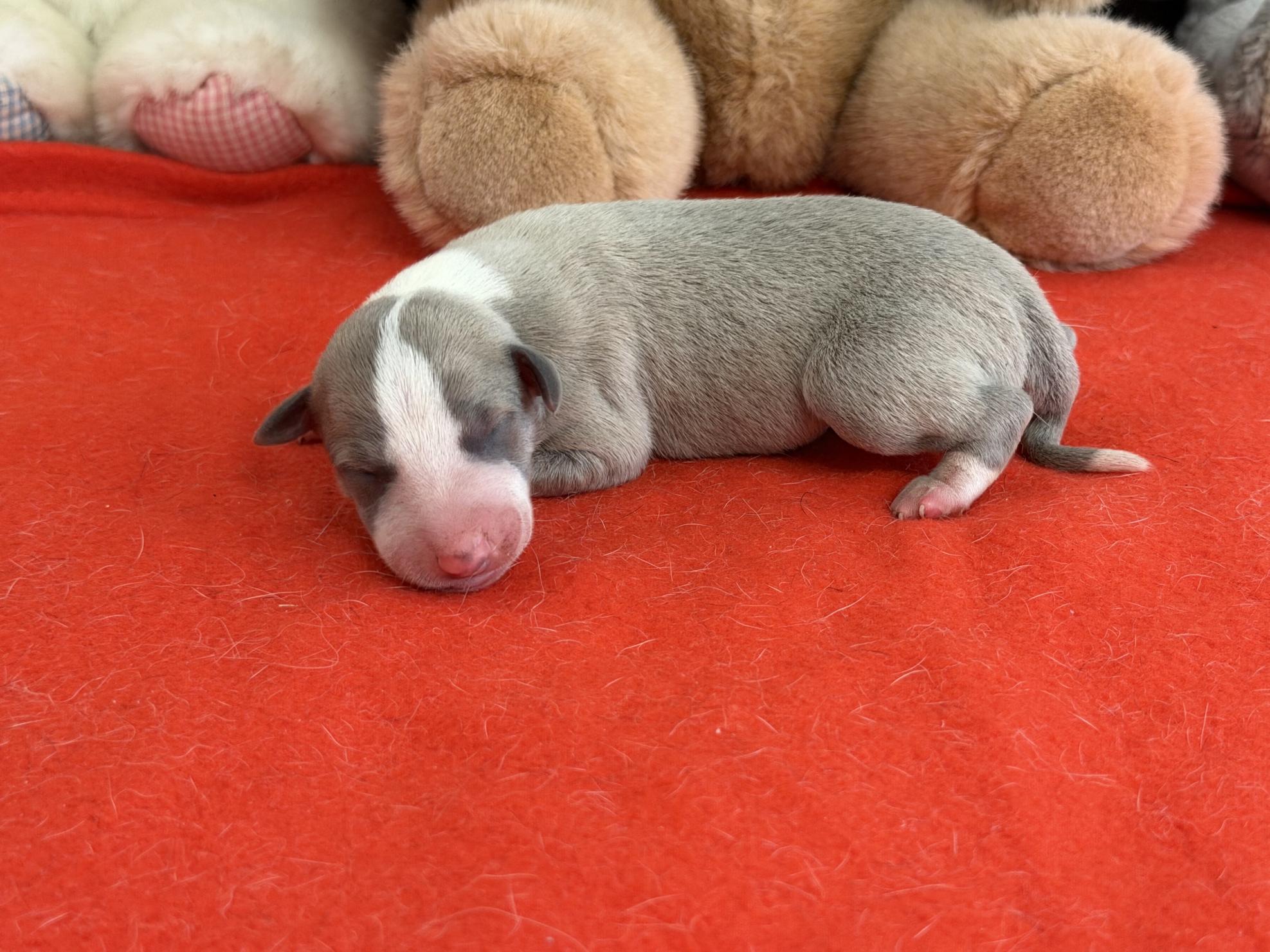 chiot disponible