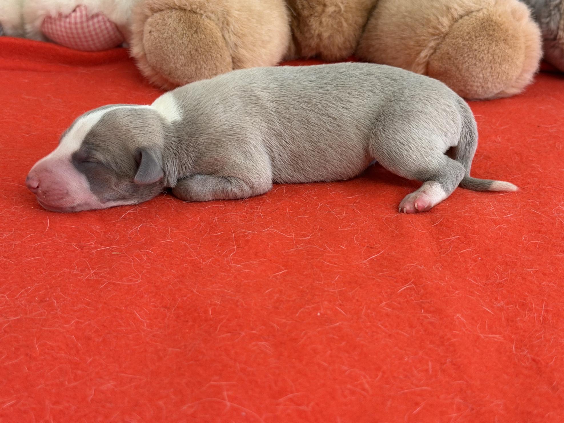 chiot disponible