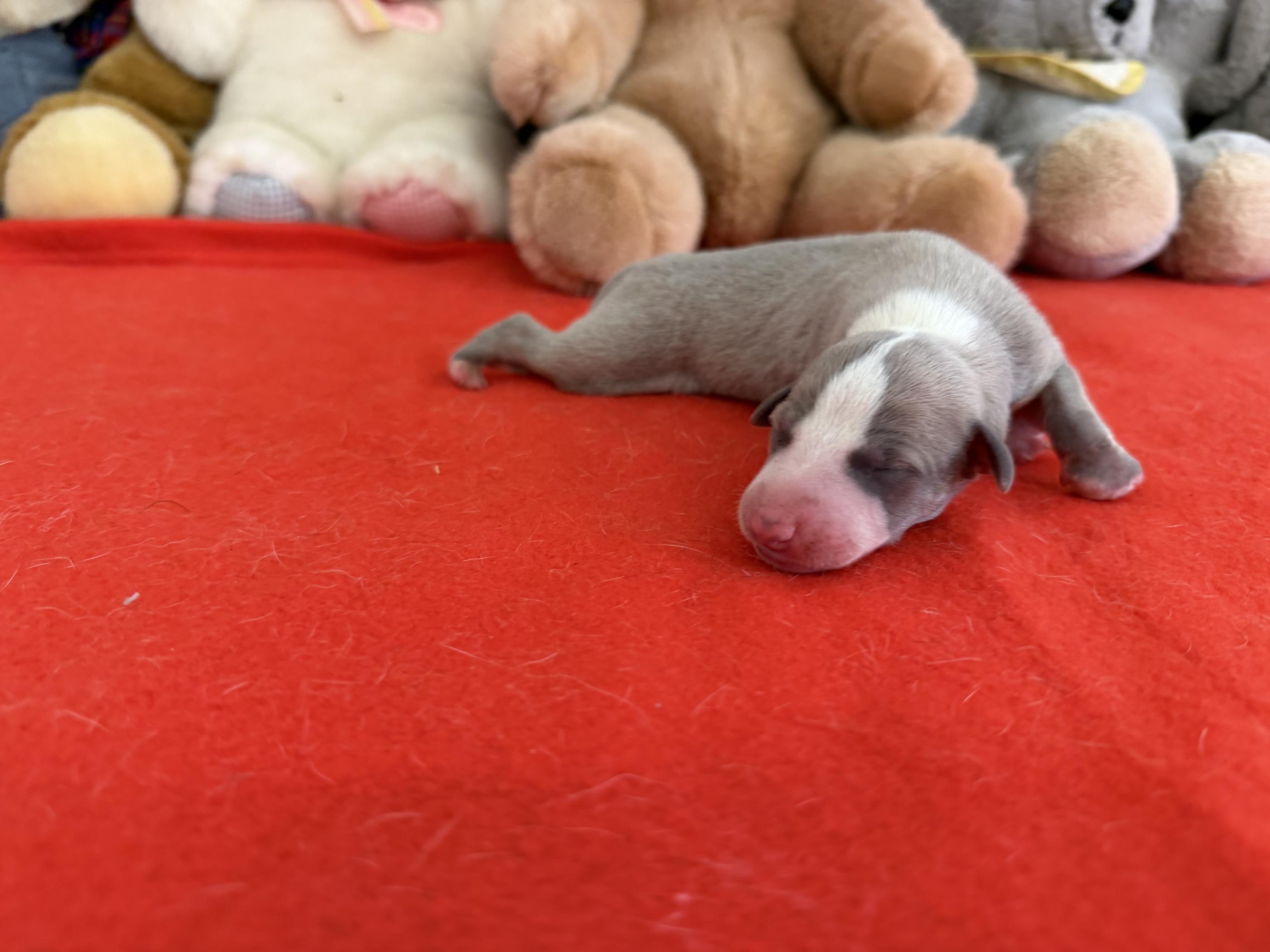 chiot disponible