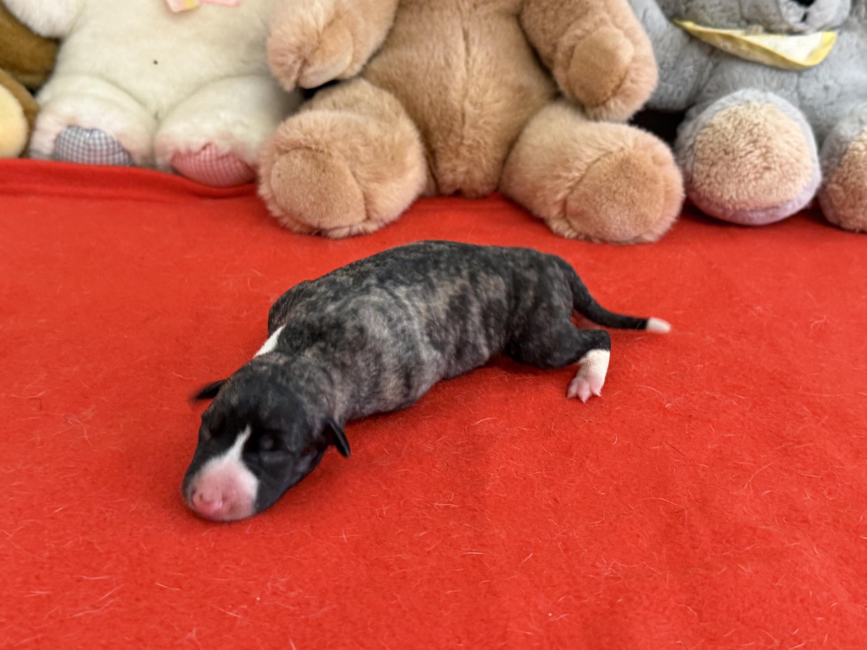 chiot disponible