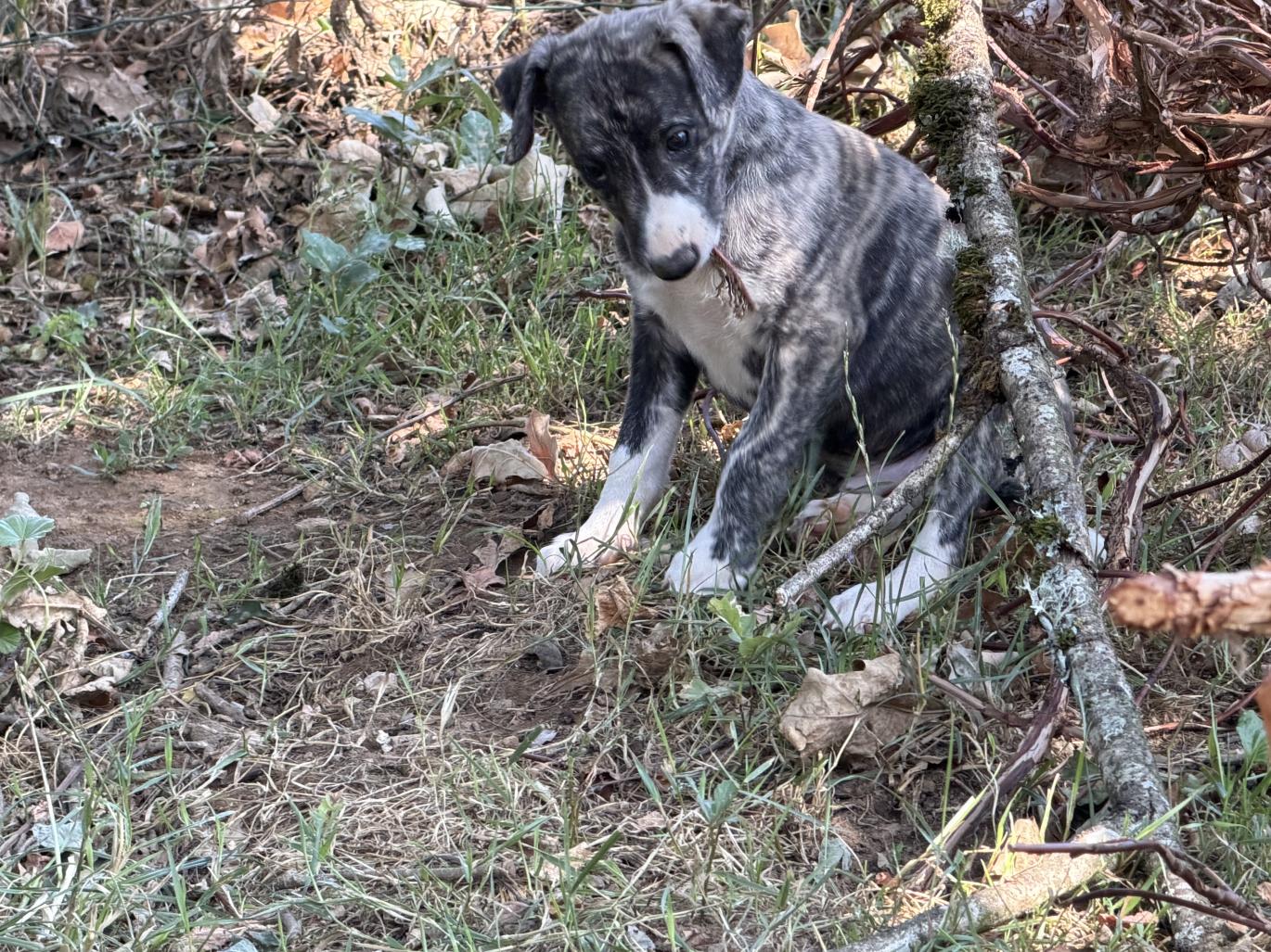 chiot disponible