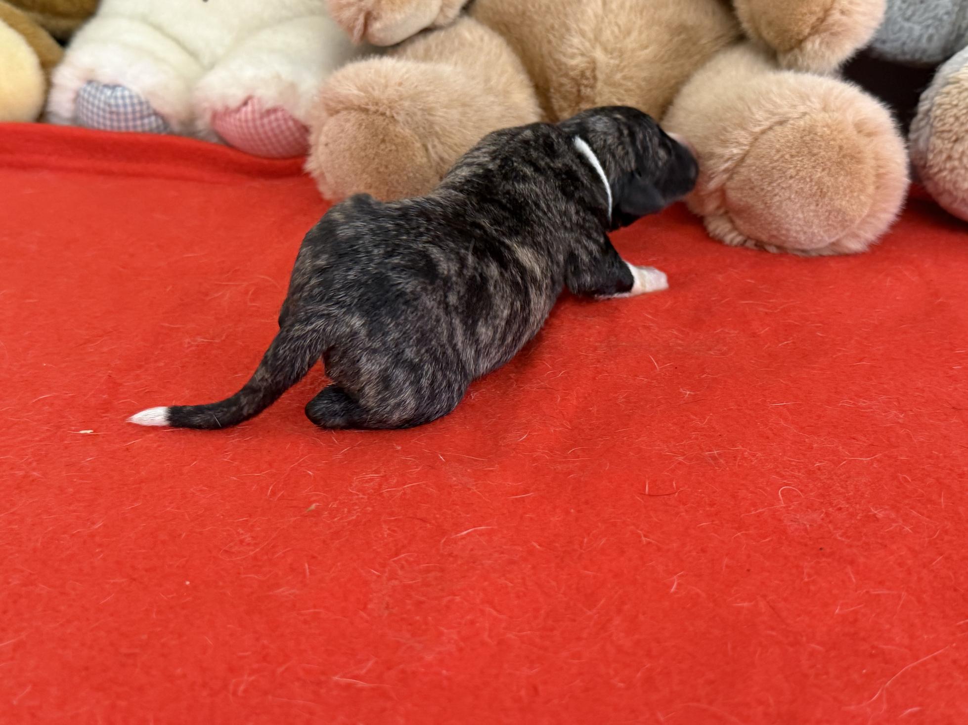 chiot disponible