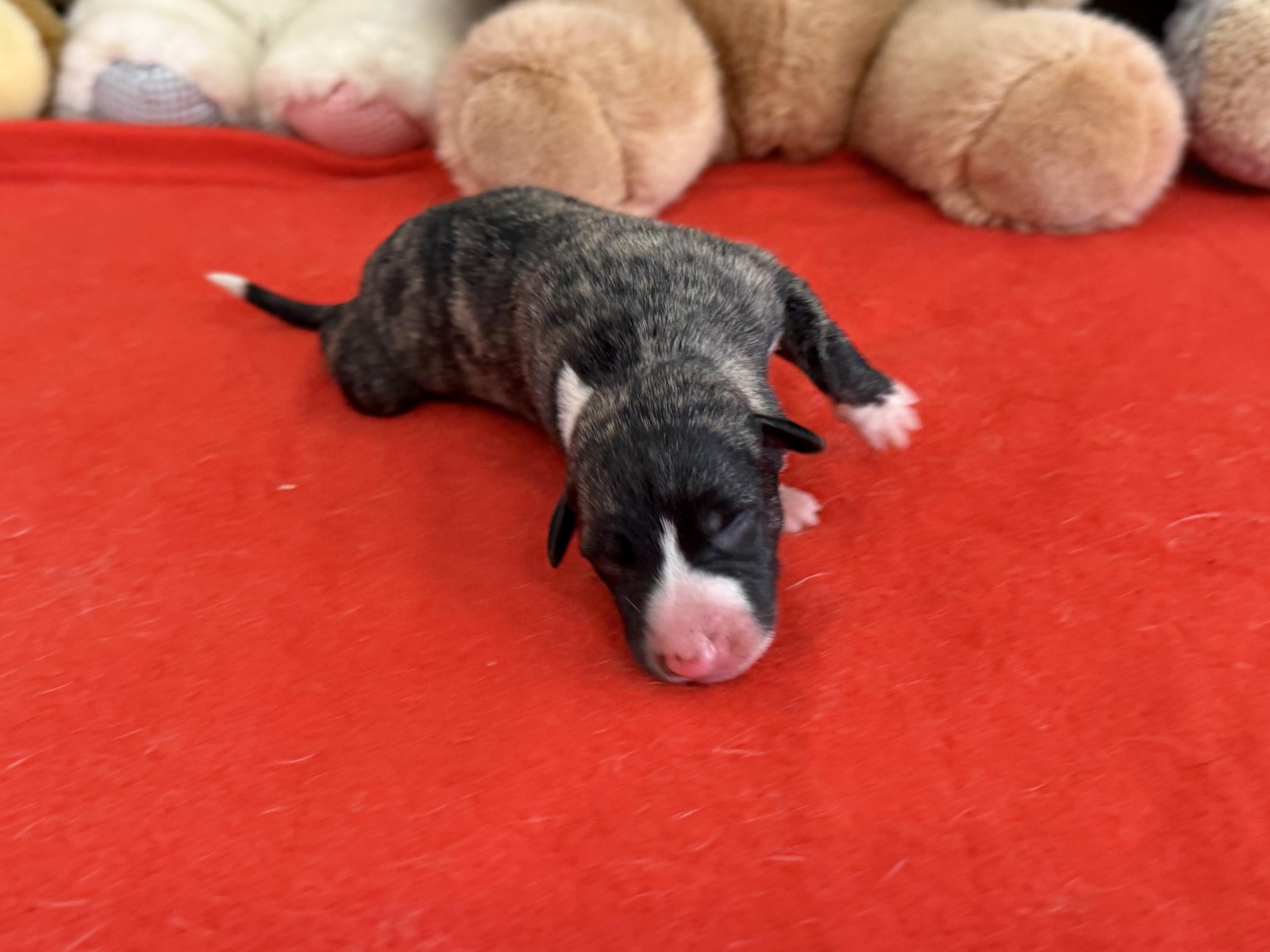 chiot disponible