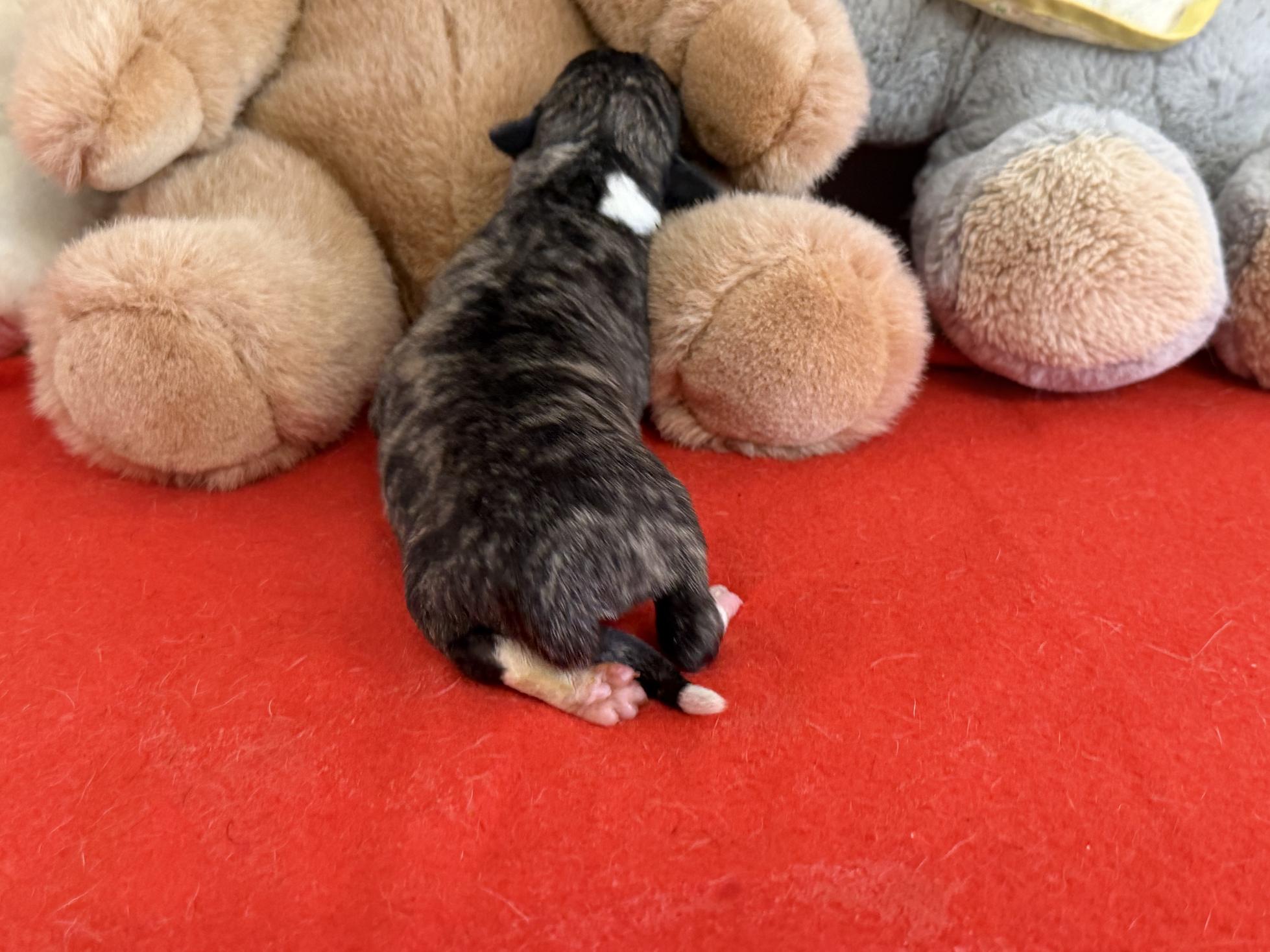 chiot disponible