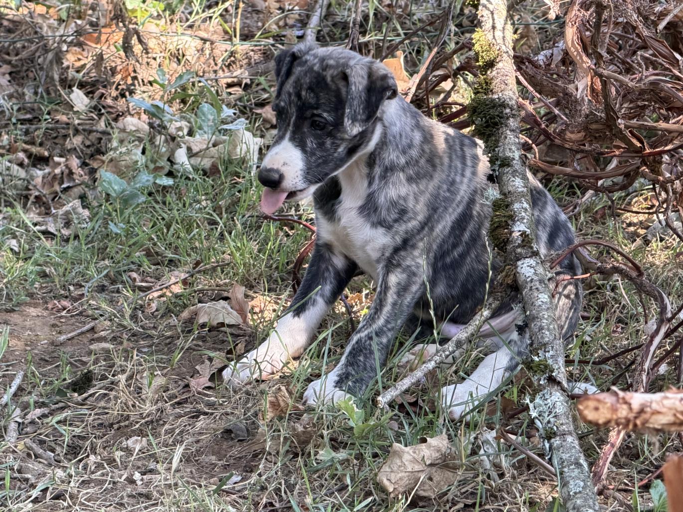 chiot disponible