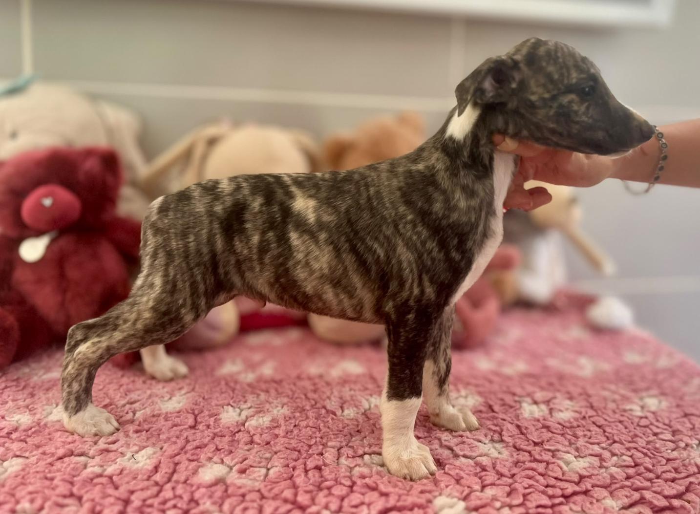 chiot disponible