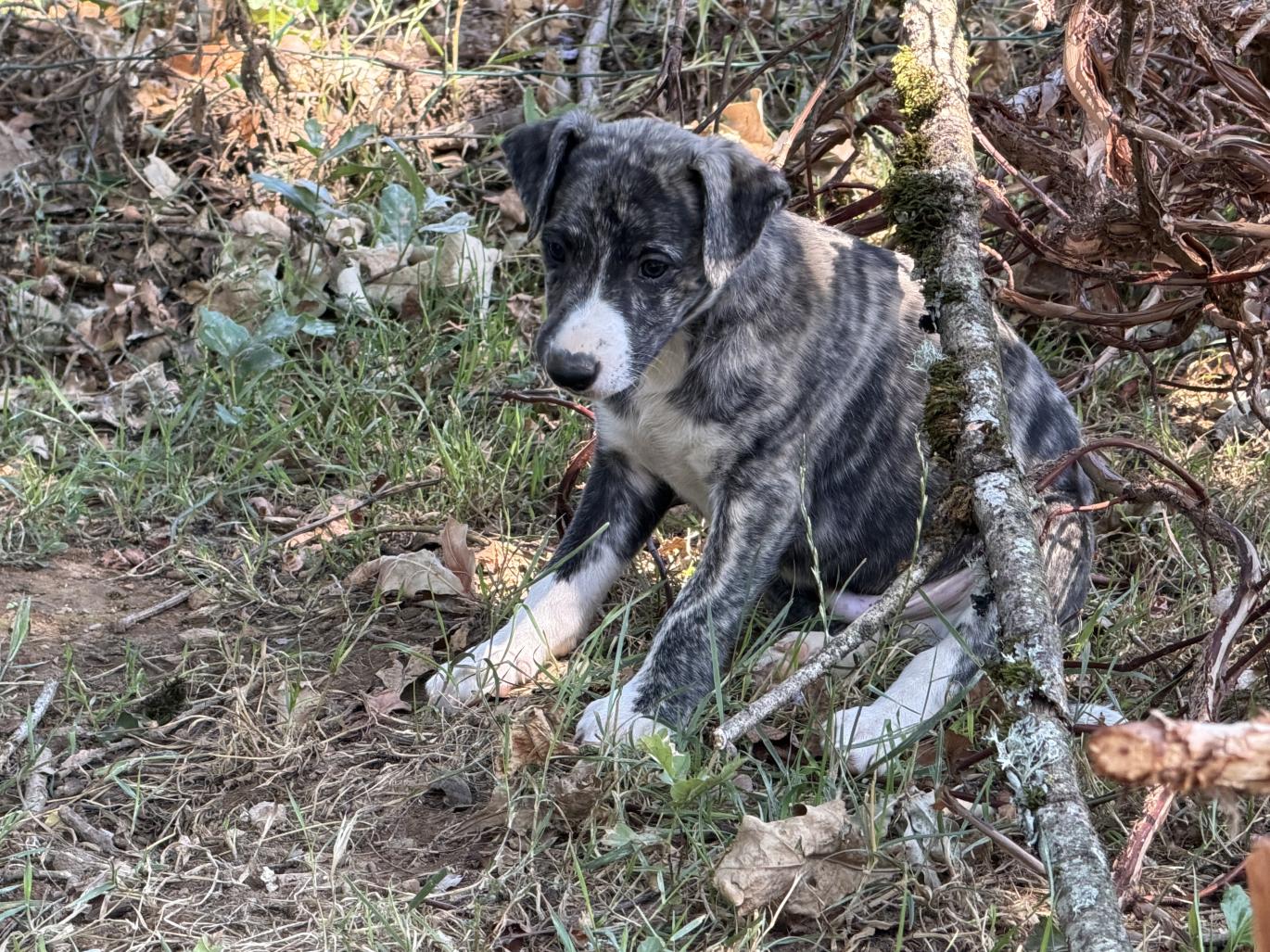 chiot disponible