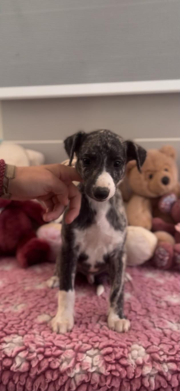 chiot disponible