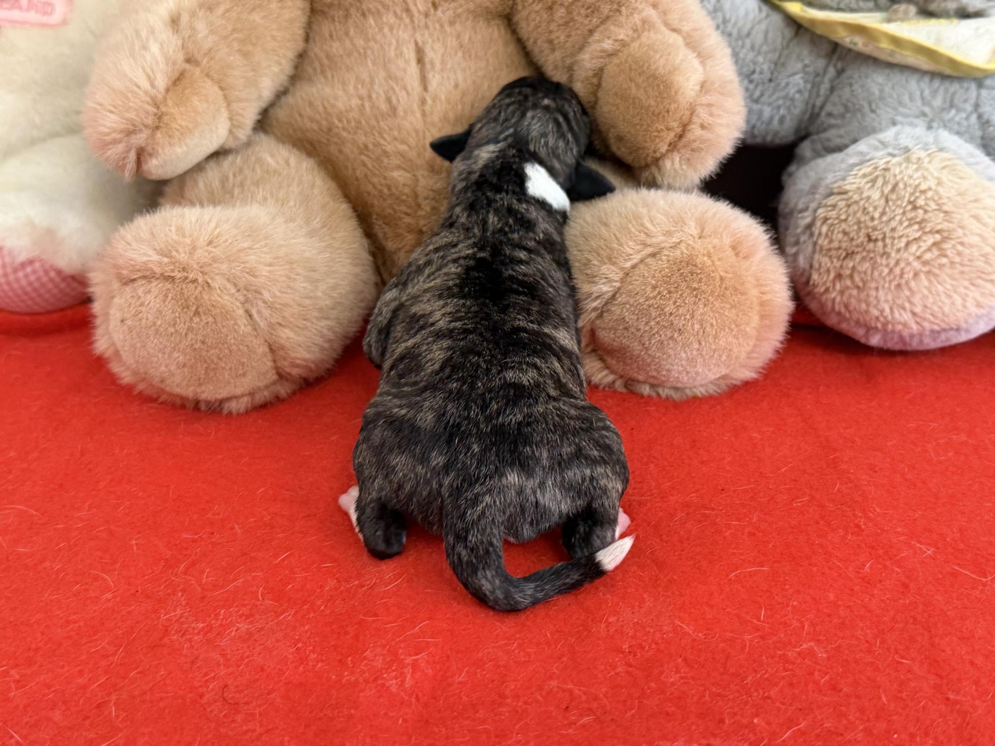 chiot disponible