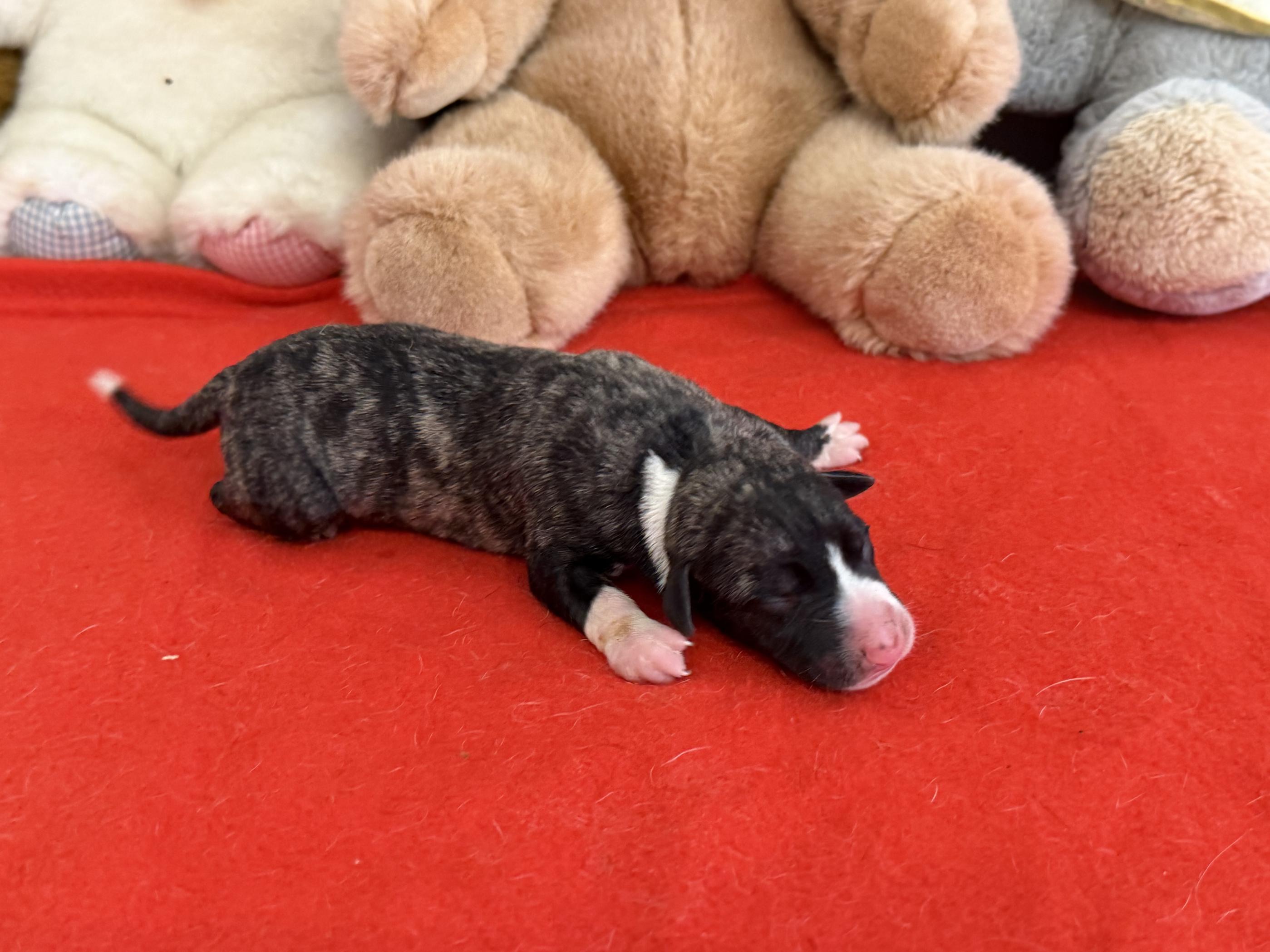 Chiot Whippet Disponible