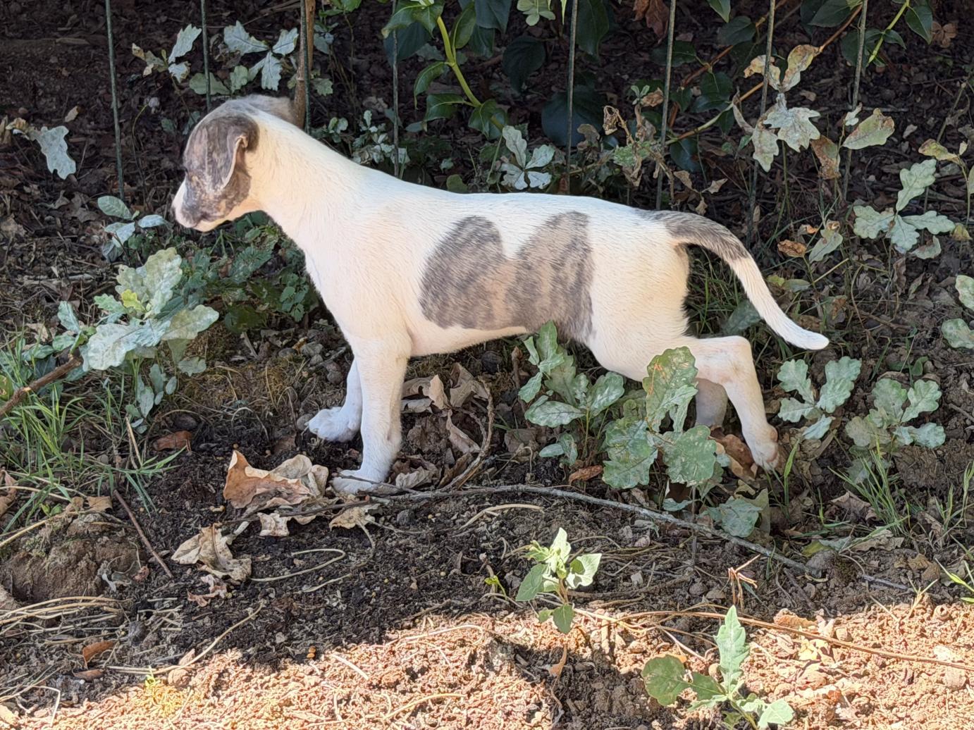 chiot disponible