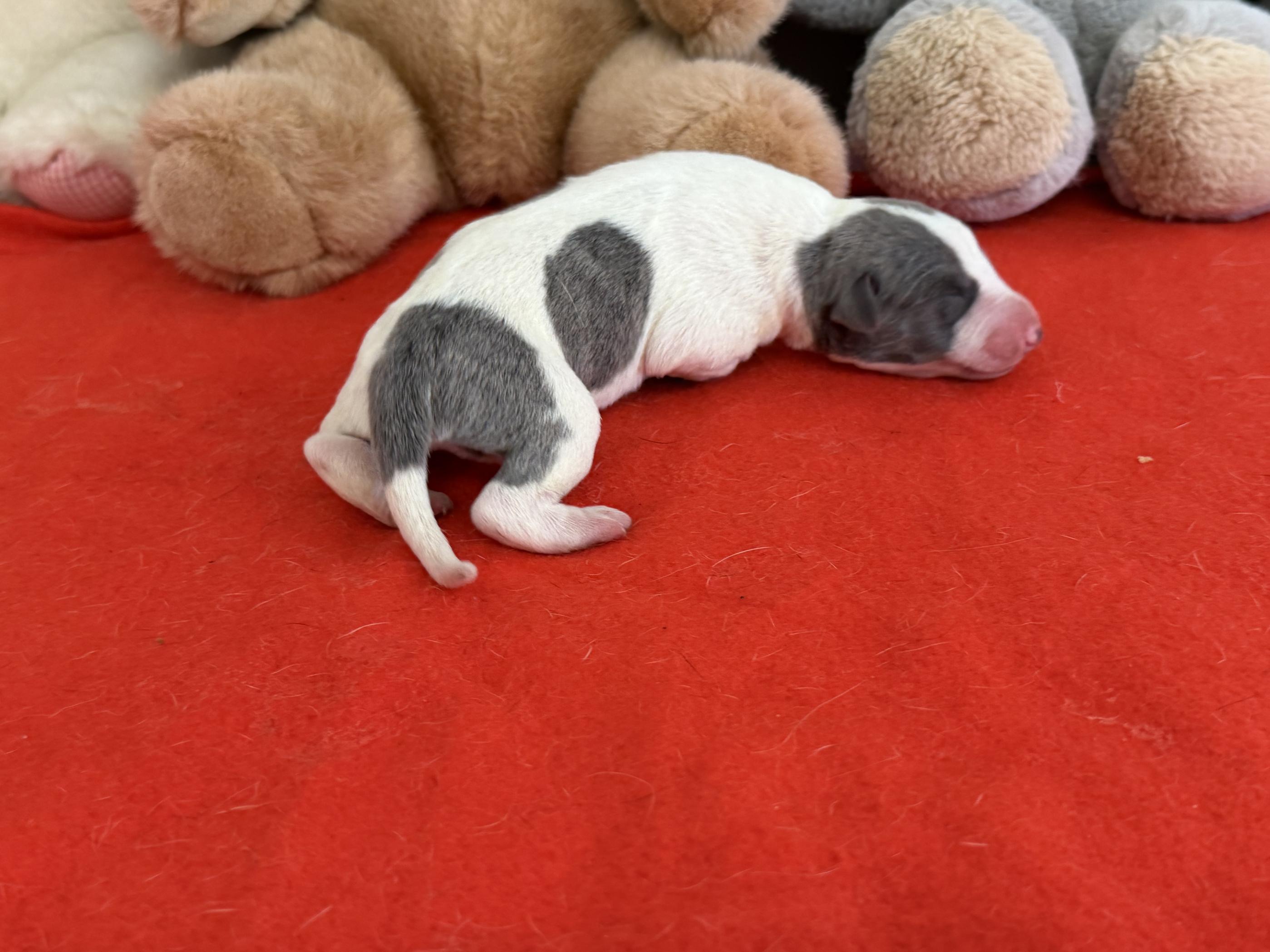 chiot disponible