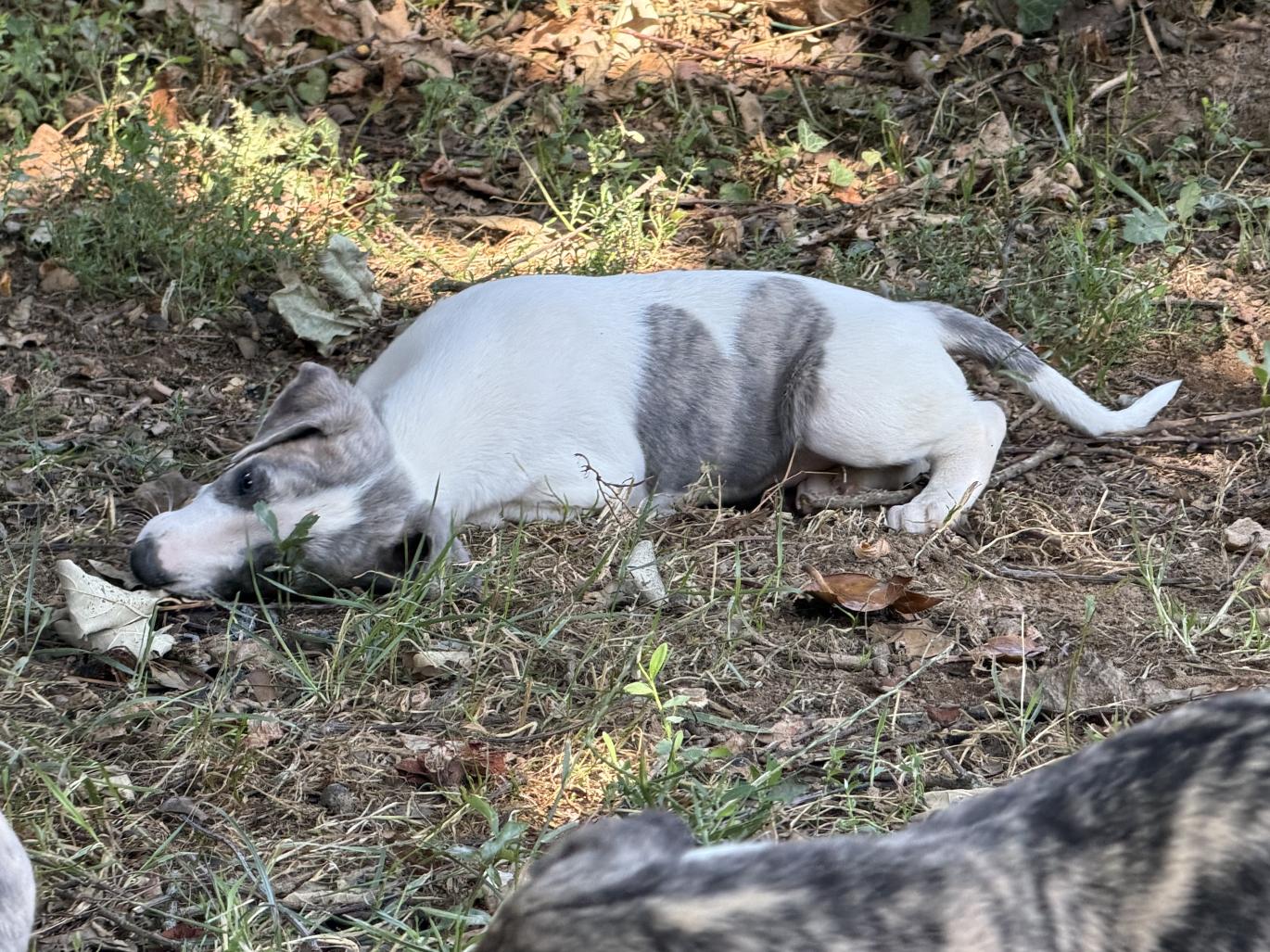 chiot disponible