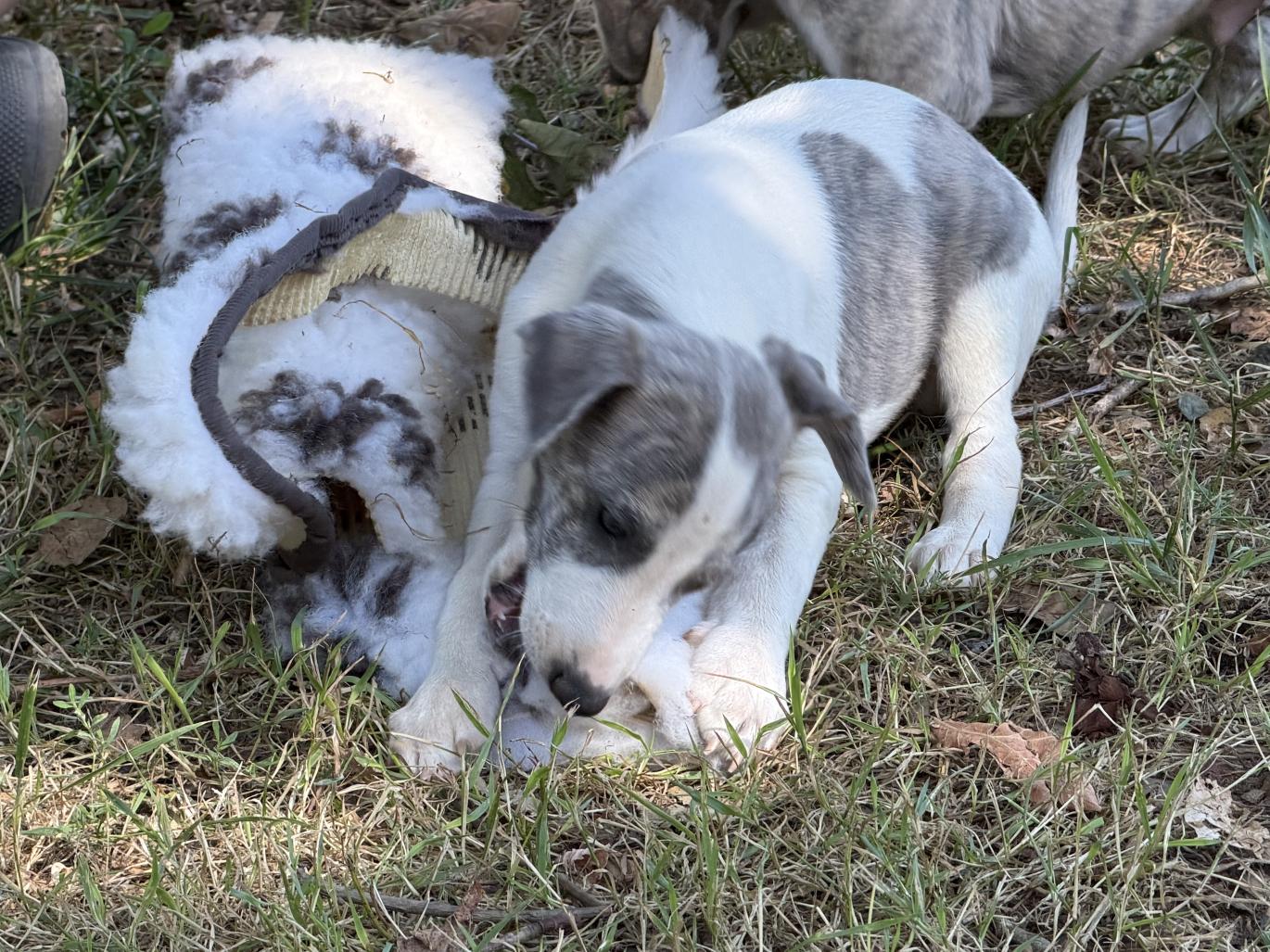 chiot disponible