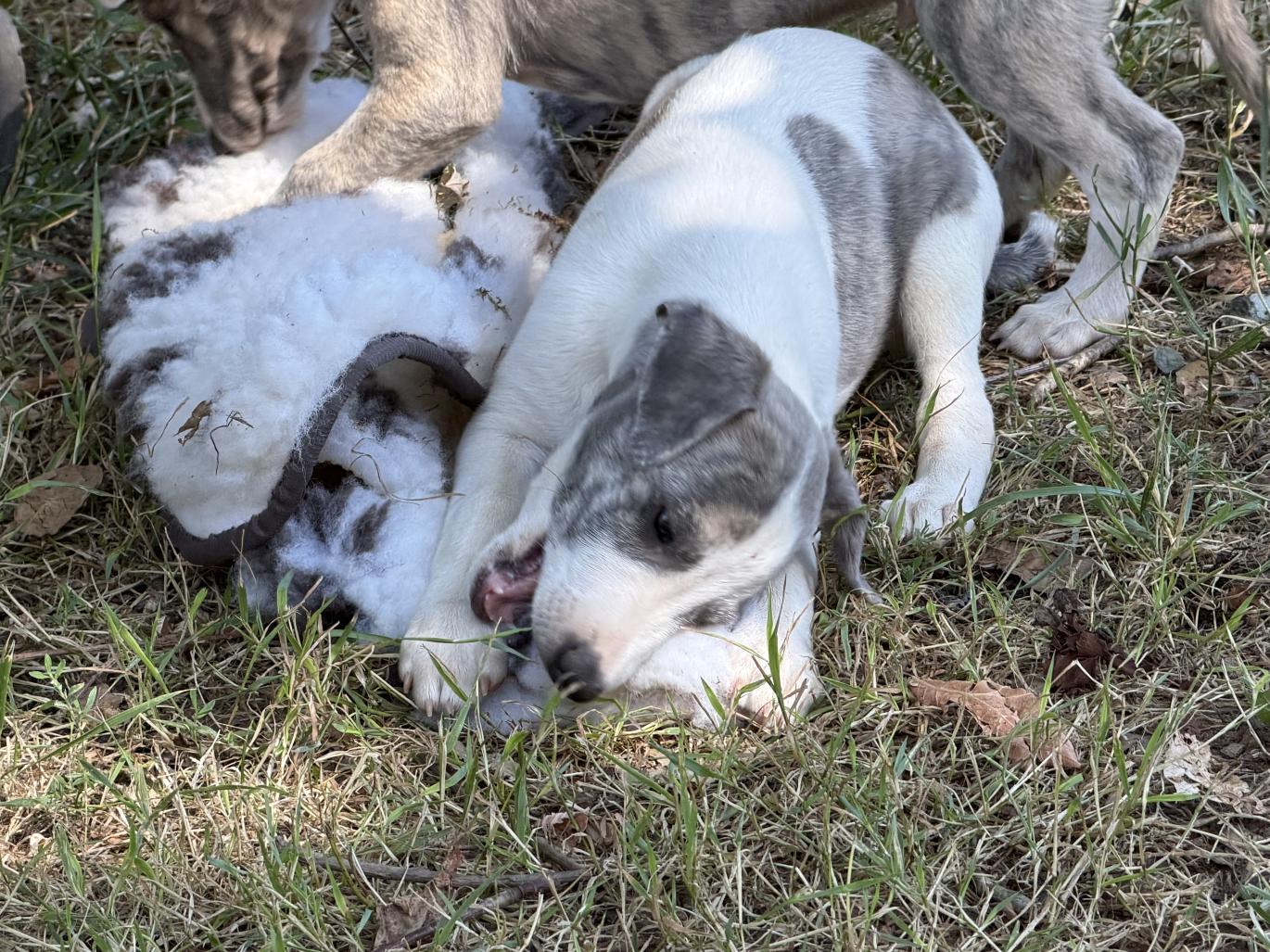 chiot disponible