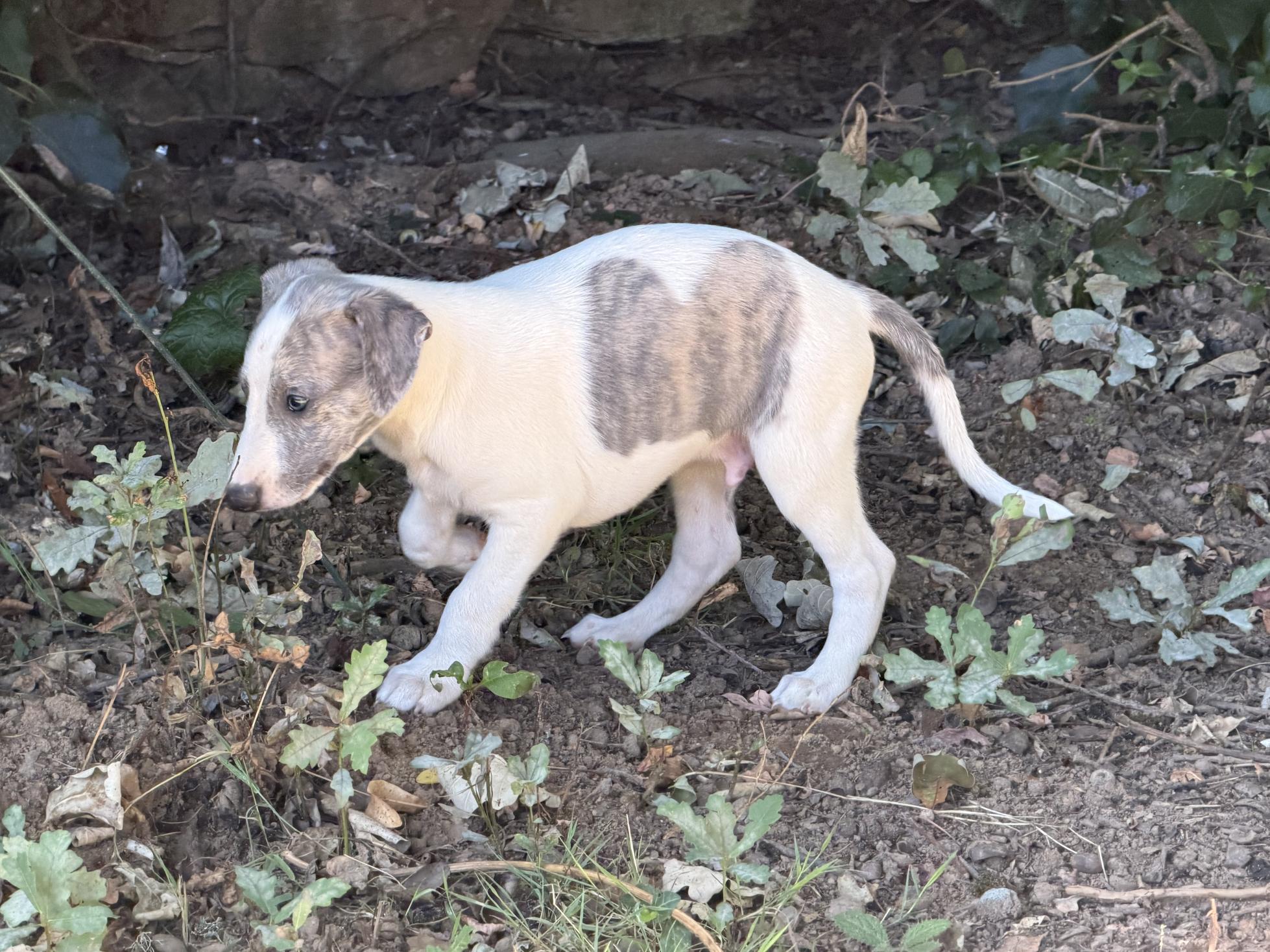 chiot disponible