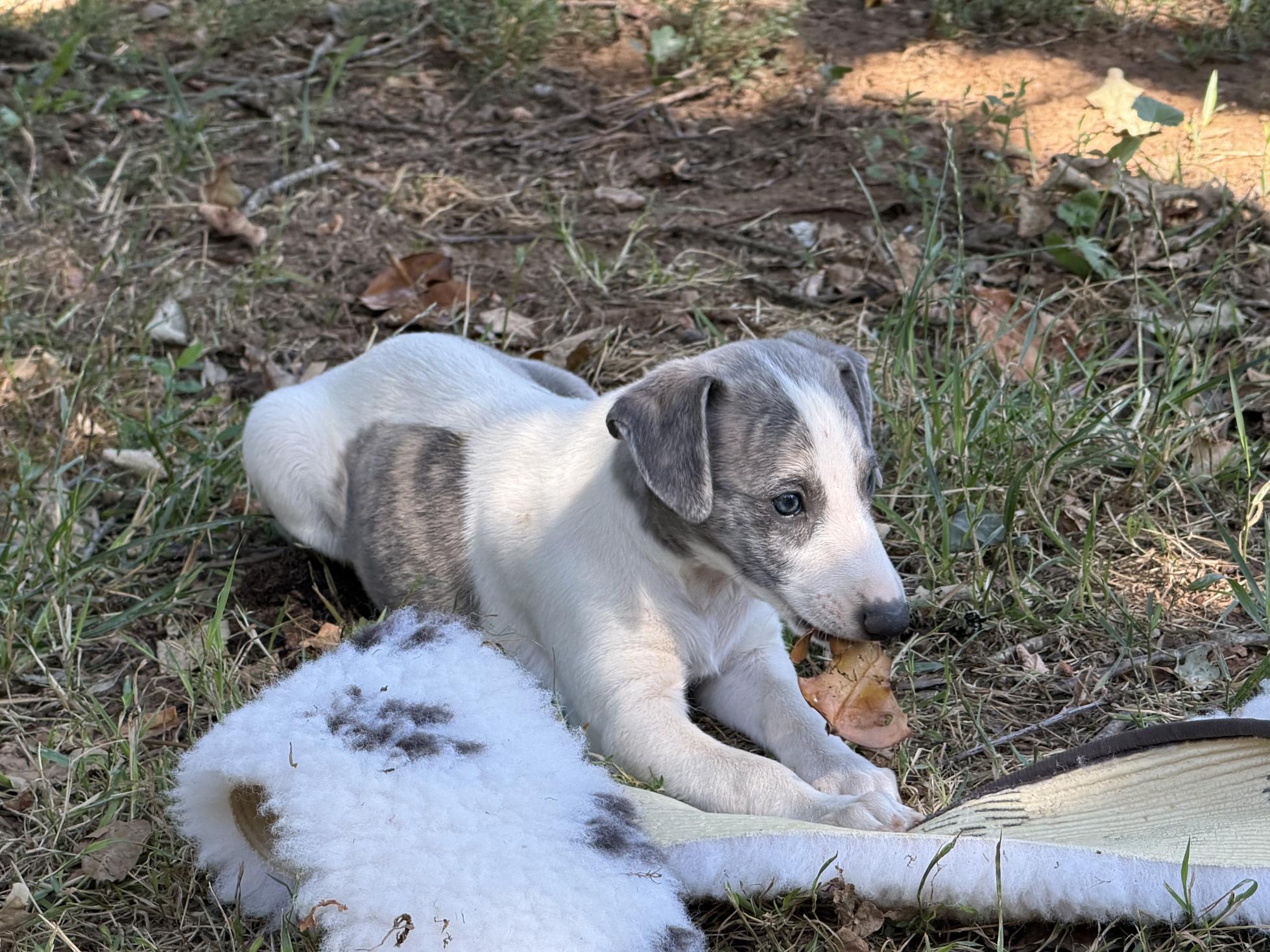chiot disponible