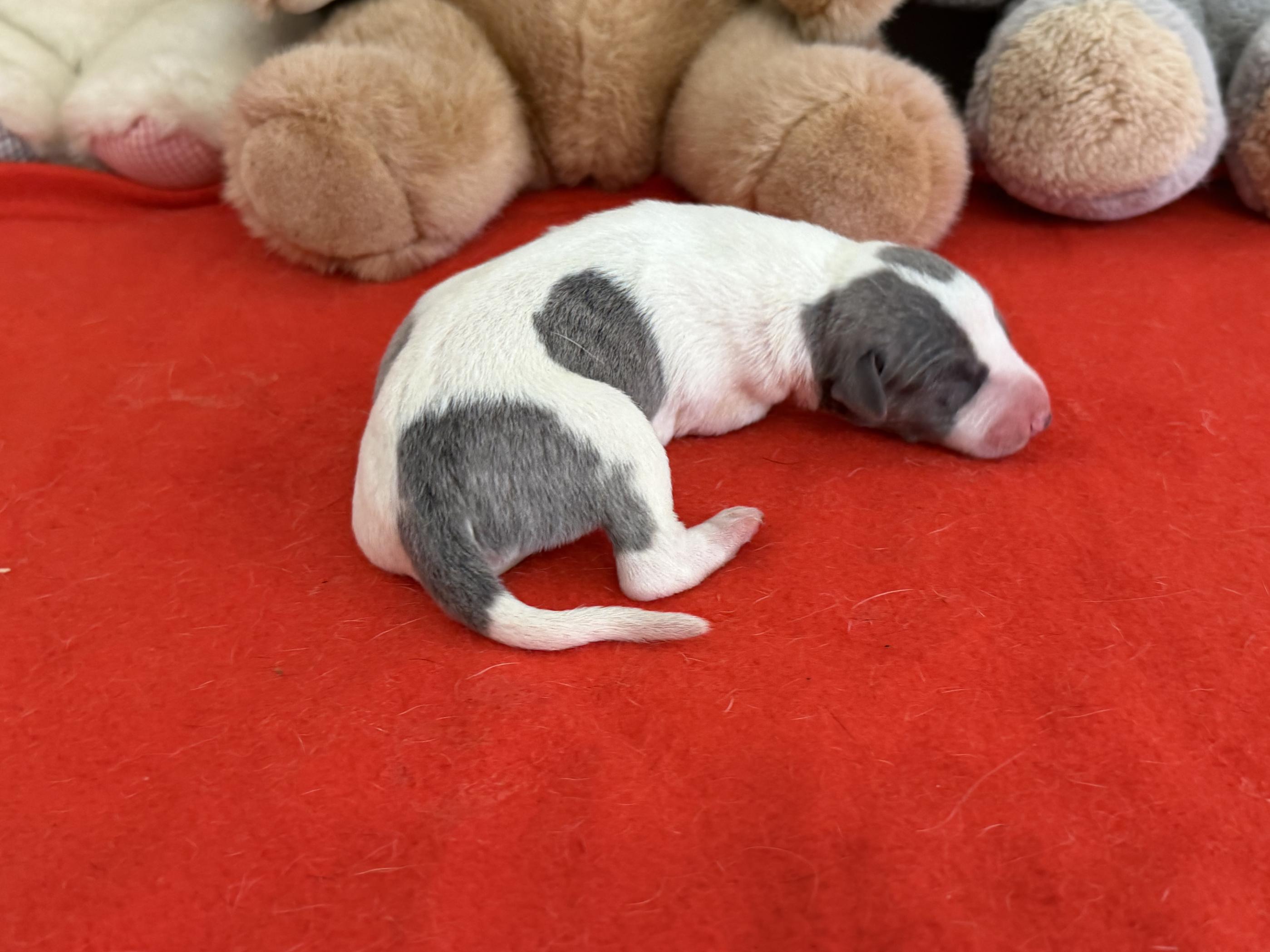 chiot disponible